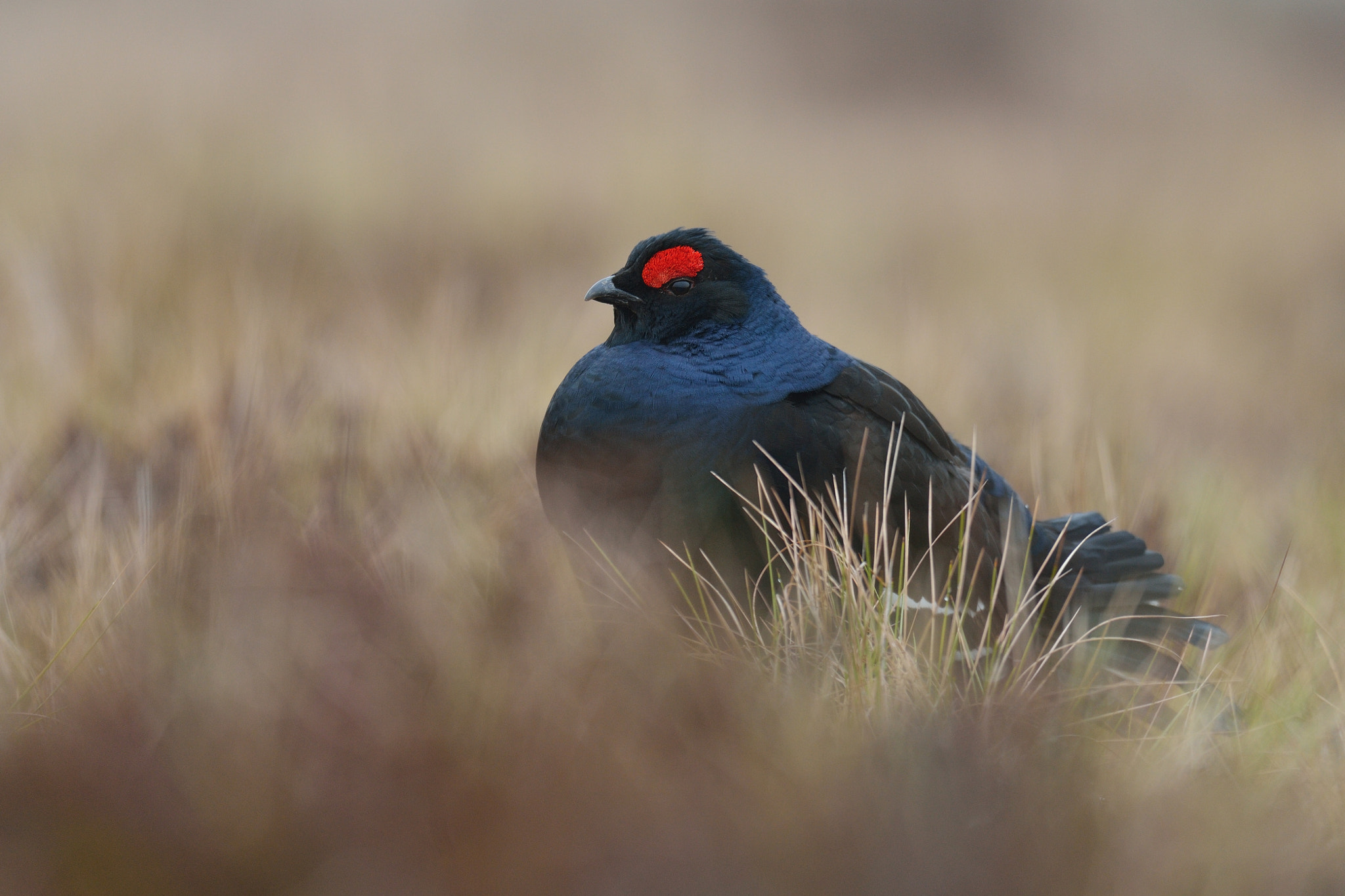 AF-S Nikkor 300mm f/2.8D IF-ED II sample photo. Black grouse (tetrao tetrix) at lek in the bog photography