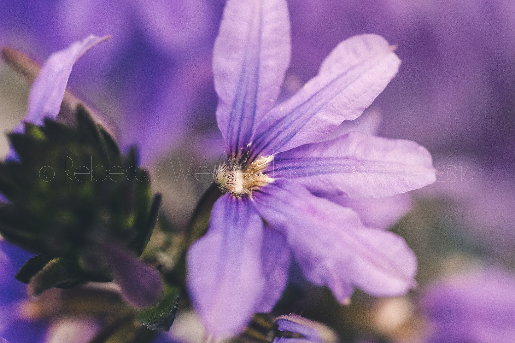 Sony Alpha DSLR-A700 + Sony 50mm F2.8 Macro sample photo. Old summertimes photography