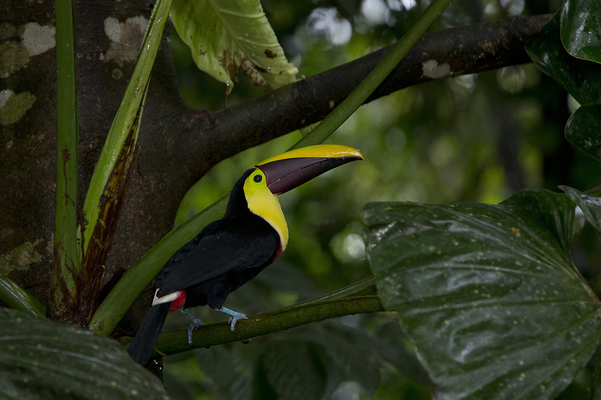 Canon EOS-1D X + Canon EF 70-200mm F2.8L IS II USM sample photo. Chestnut-mandibled toucan photography