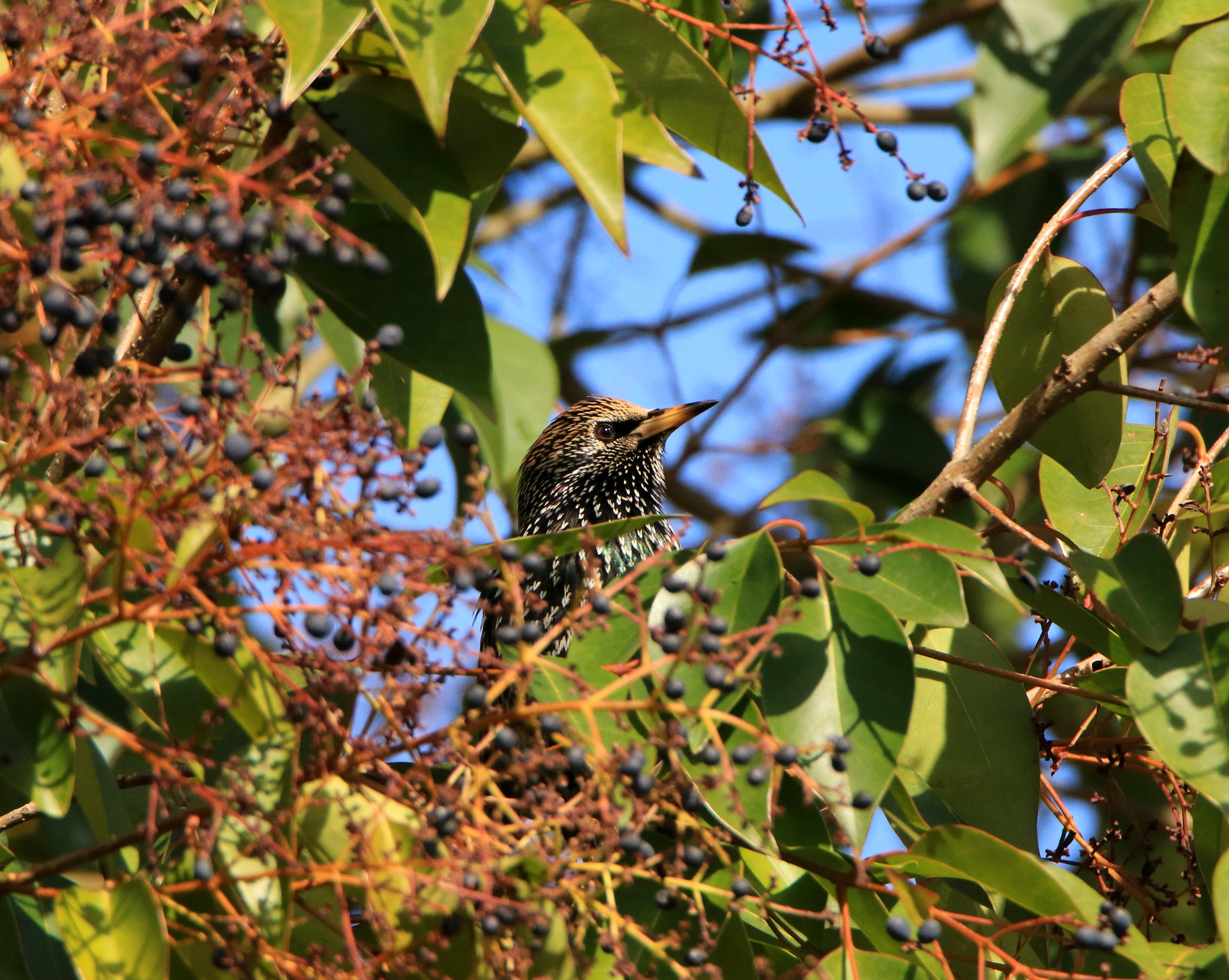 Tamron SP 150-600mm F5-6.3 Di VC USD sample photo. Starling resting  photography