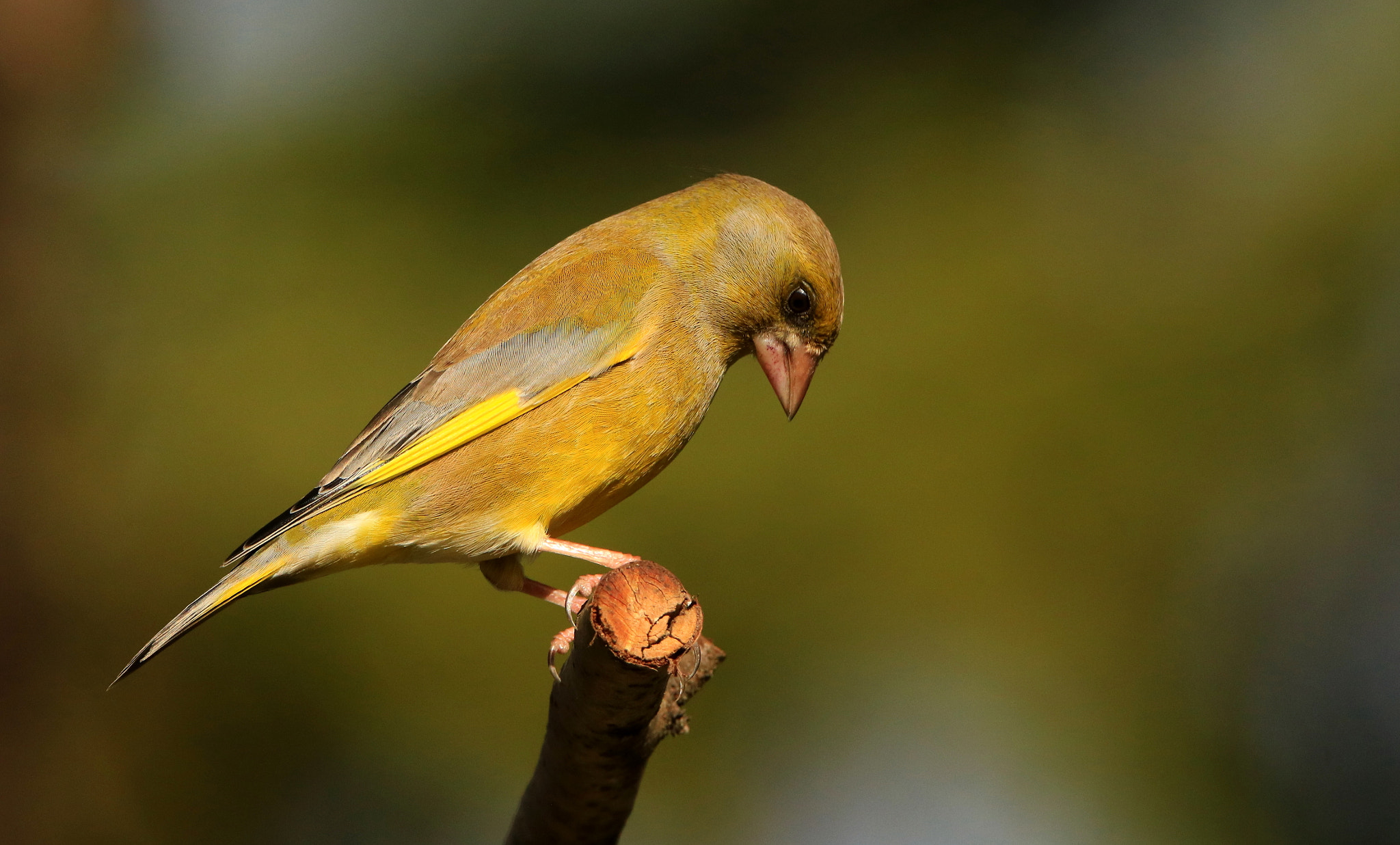 Canon EOS 760D (EOS Rebel T6s / EOS 8000D) + Tamron SP 150-600mm F5-6.3 Di VC USD sample photo. Greenfinch posture  photography