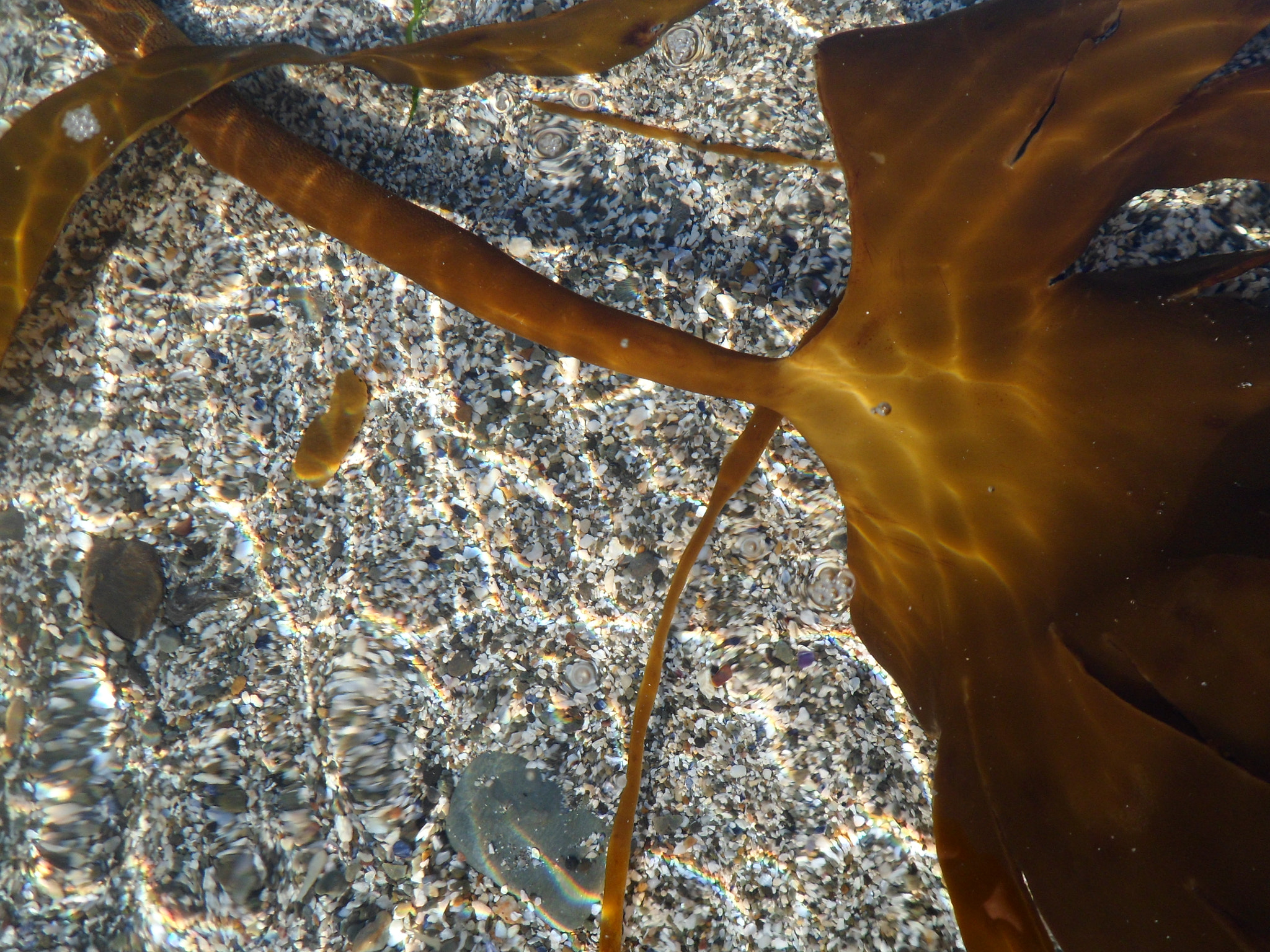 Samsung PL210, PL211 / VLUU PL210, PL211 sample photo. Floating seaweed photography