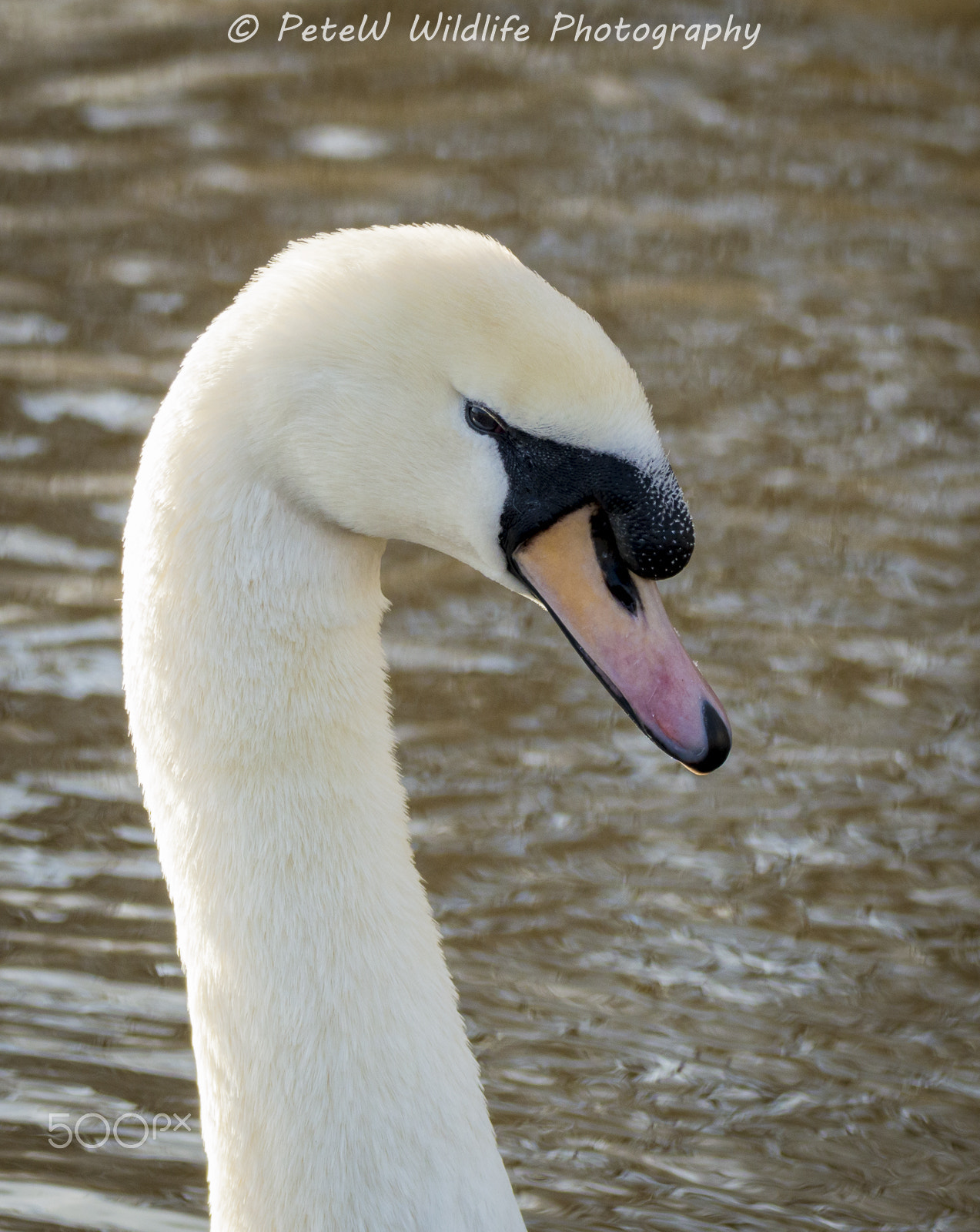 Sigma 150-600mm F5-6.3 DG OS HSM | C sample photo. Swan head photography