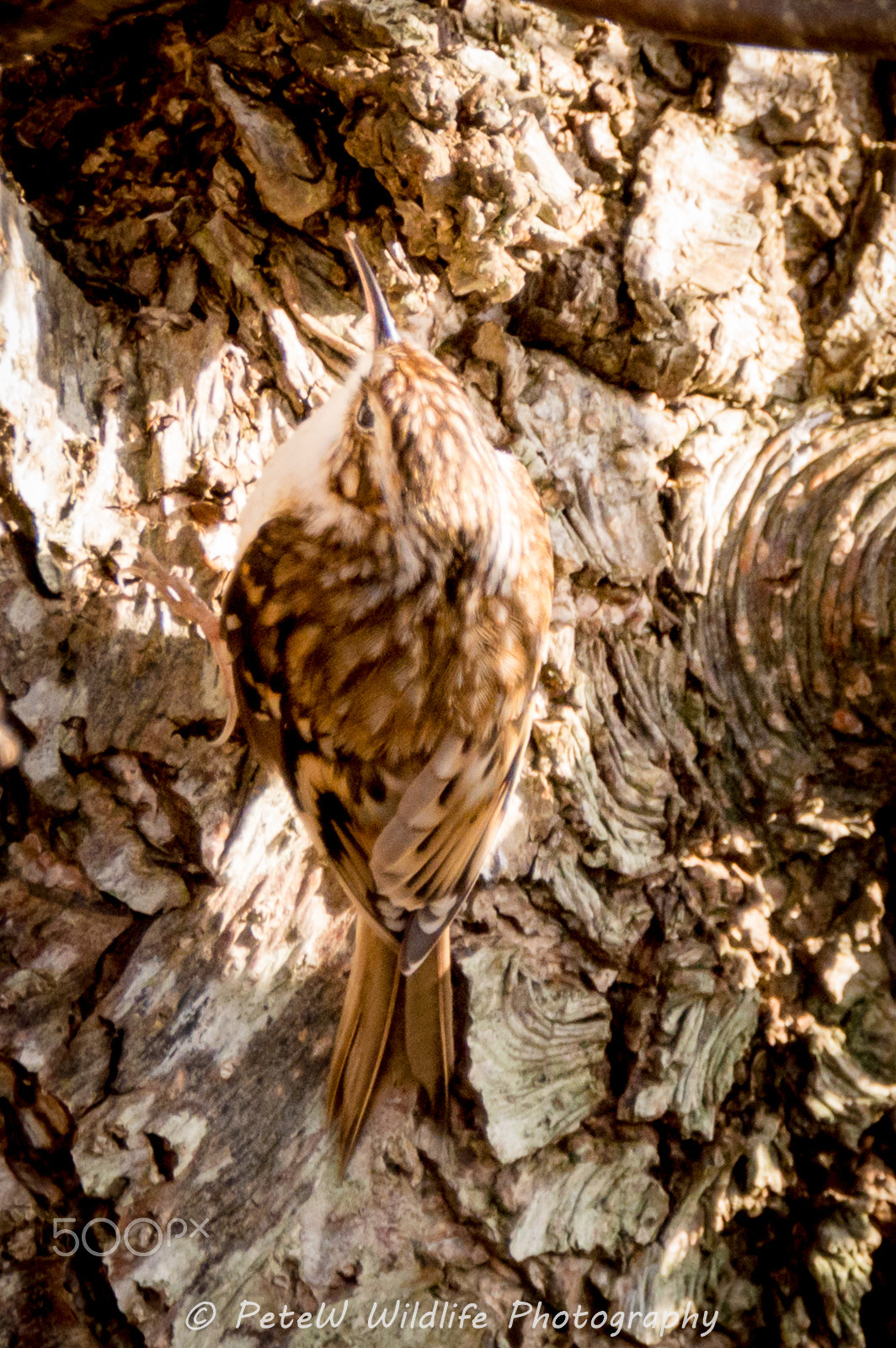 Sigma 150-600mm F5-6.3 DG OS HSM | C sample photo. Tree creeper photography