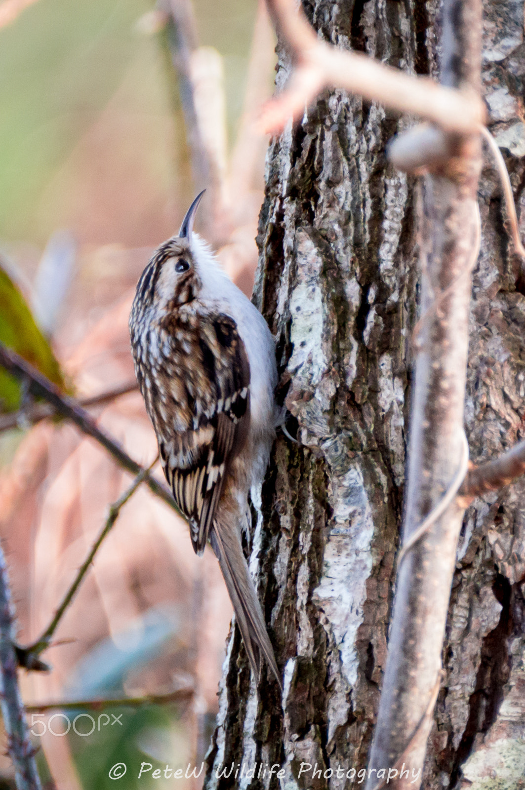 Sigma 150-600mm F5-6.3 DG OS HSM | C sample photo. Tree creeper photography