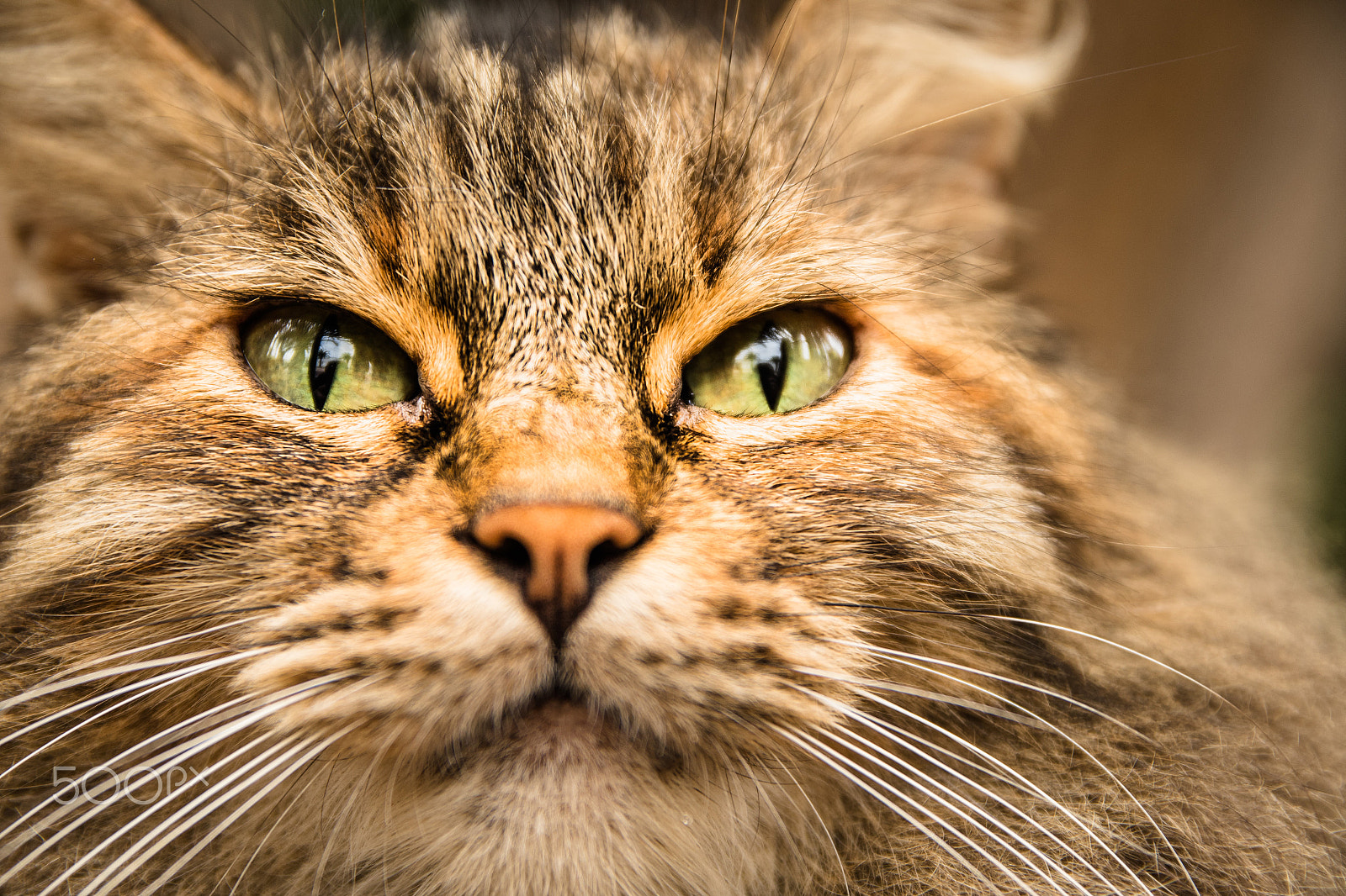 Sigma 17-70mm F2.8-4 DC Macro HSM Contemporary sample photo. The cat photography