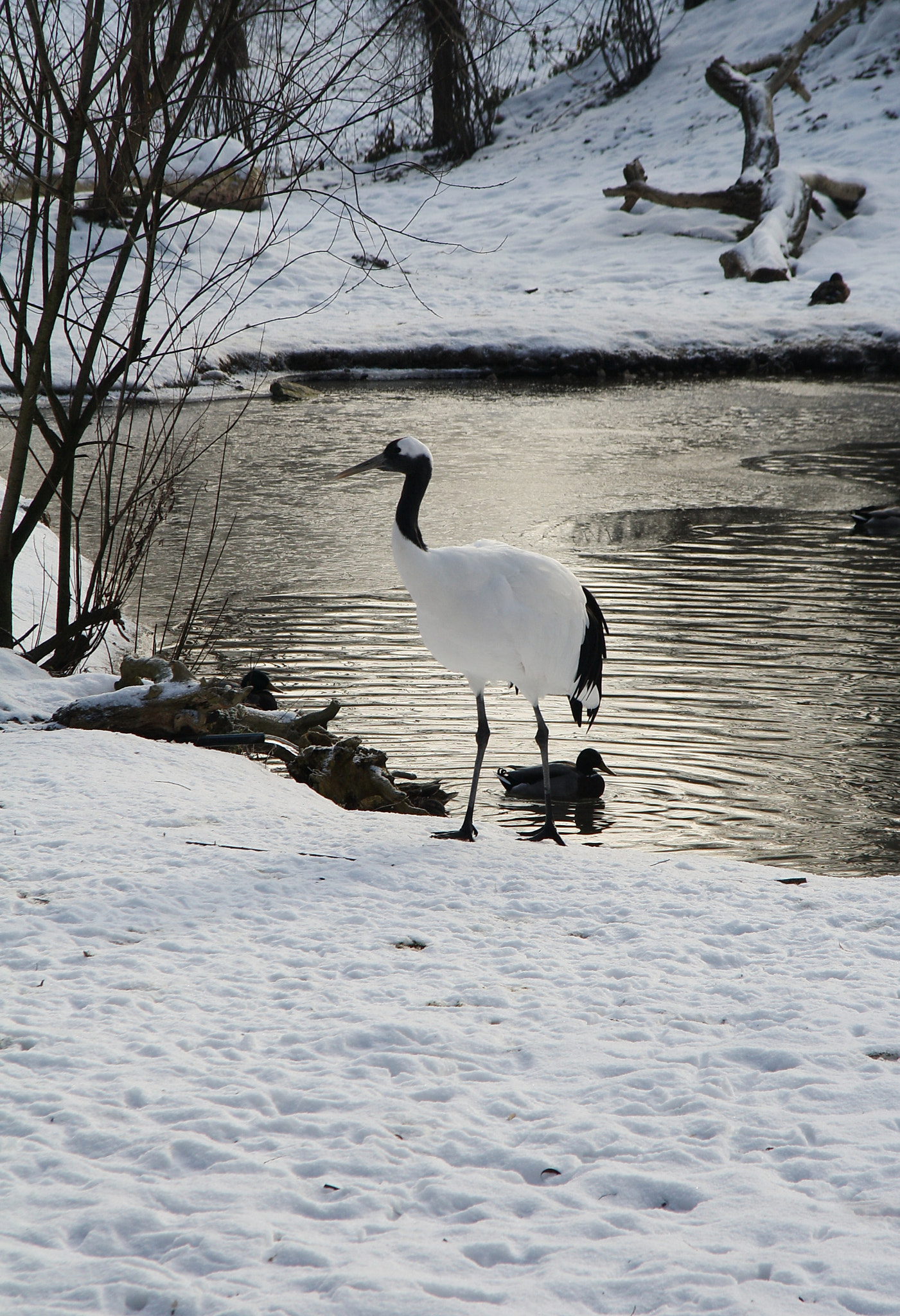 Sigma 18-125mm F3.8-5.6 DC OS HSM sample photo. Grus in a winter landscape photography