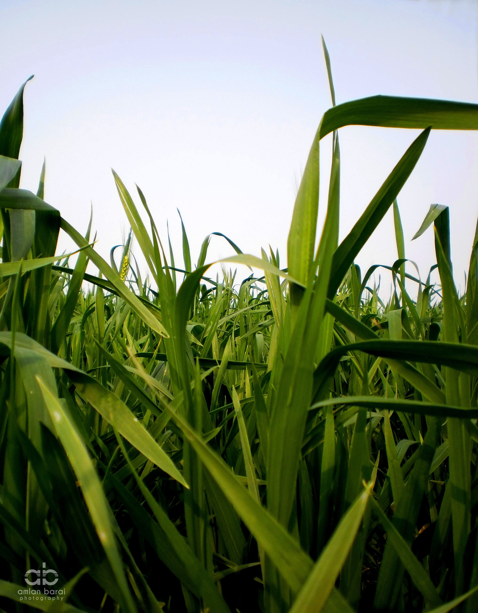 Olympus T105,T100,X36 sample photo. Wheat field... photography
