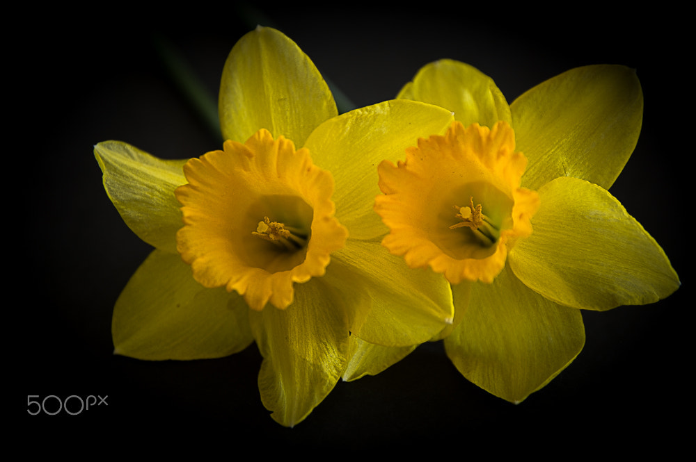 Nikon D3200 + Sigma 17-70mm F2.8-4 DC Macro OS HSM | C sample photo. Narcissus flower photography