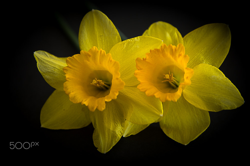 Sigma 17-70mm F2.8-4 DC Macro OS HSM | C sample photo. Narcissus flower photography