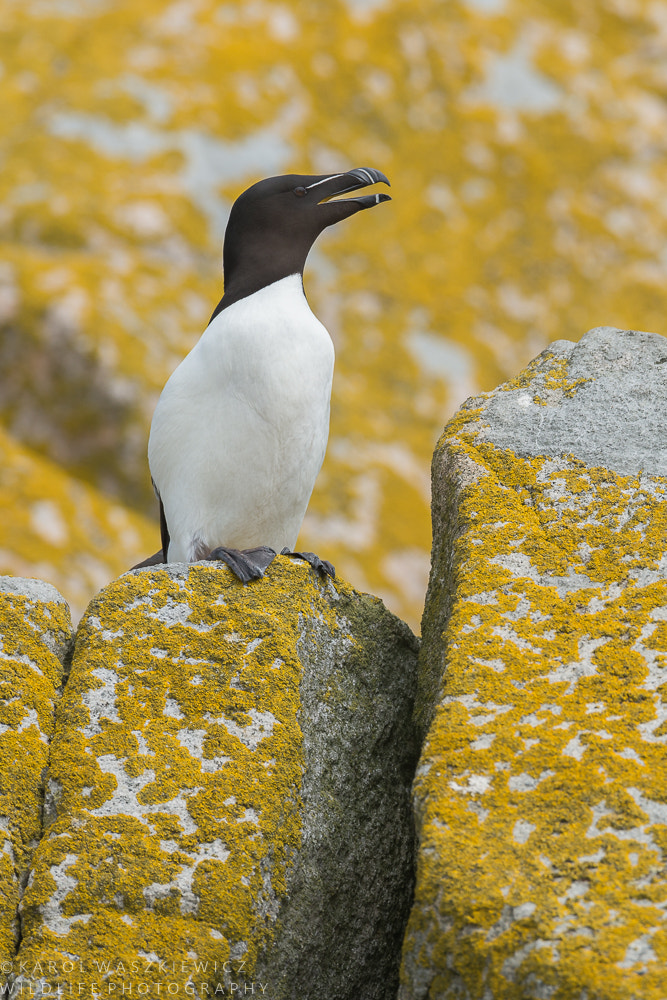 Nikon D800 + Nikon AF-S Nikkor 600mm F4G ED VR sample photo. Razorbill photography
