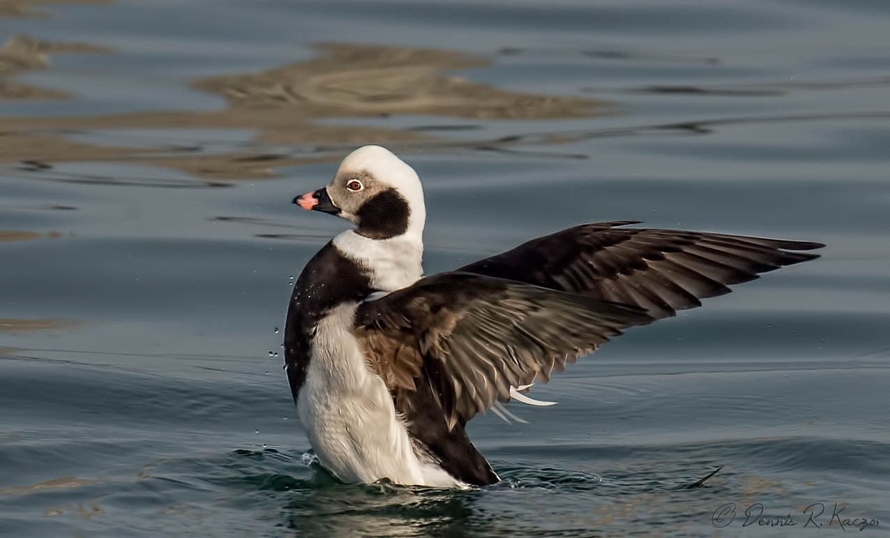 Nikon D4S + Nikon AF-S Nikkor 500mm F4G ED VR sample photo. Longtail duck photography