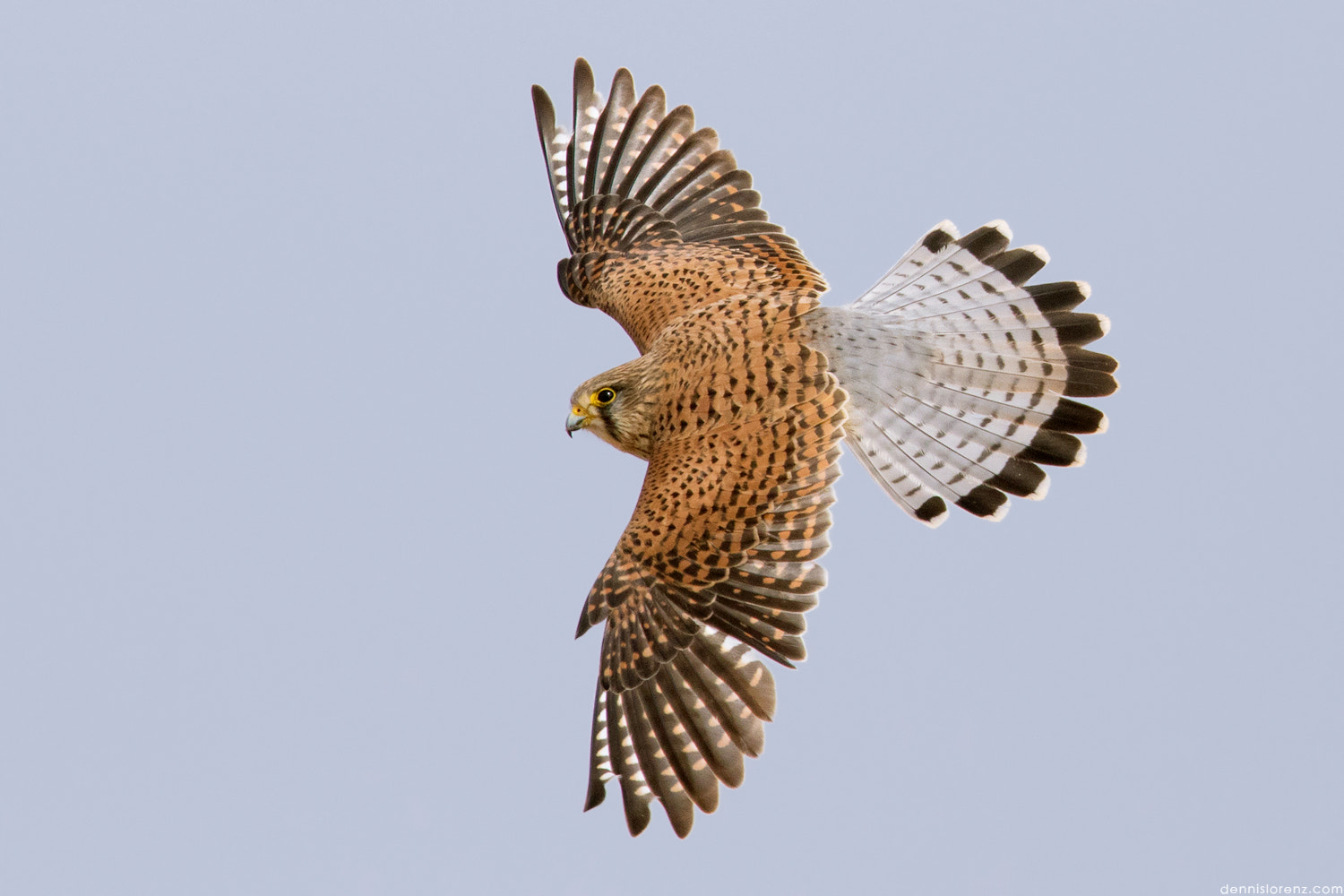 Canon EF 600mm F4L IS II USM sample photo. Canary island kestrel | kanarischer turmfalke photography