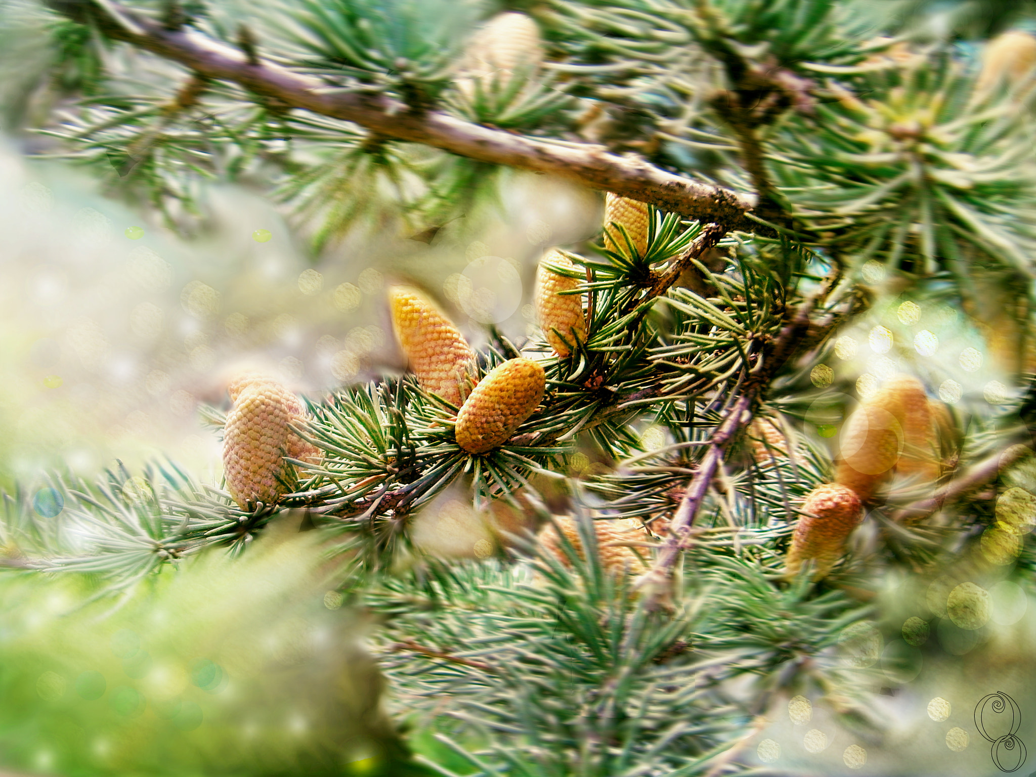 Olympus VG145,VG140,D715 sample photo. Pinecones photography