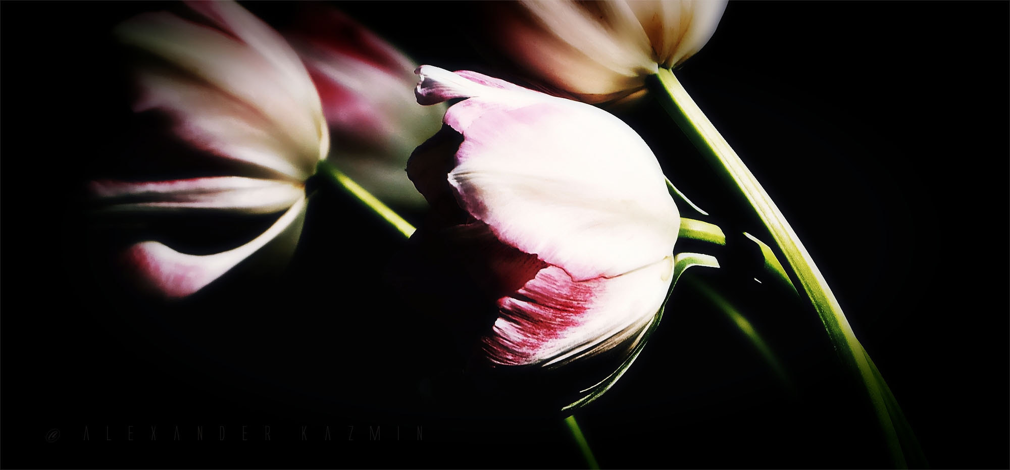 Olympus OM-D E-M10 + LUMIX G VARIO 45-150/F4.0-5.6 sample photo. 4 tulips on black photography