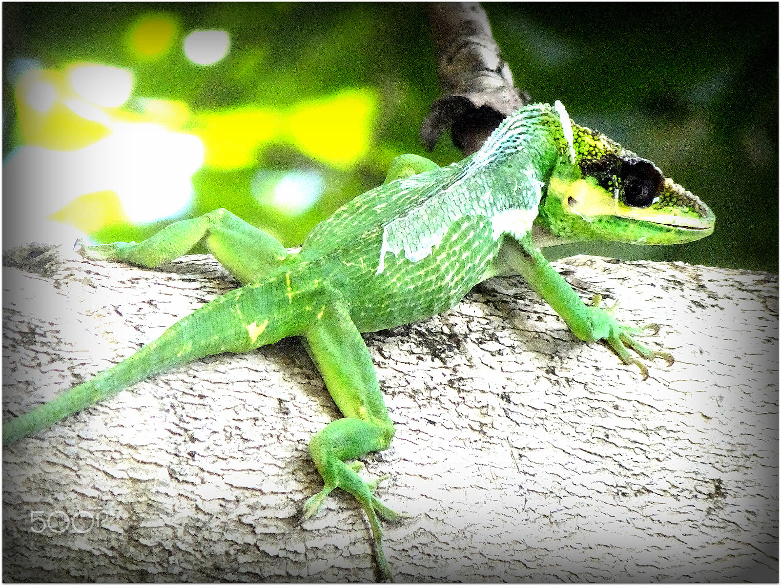 Fujifilm FinePix F850EXR sample photo. Green anole. anolis carolinensis photography