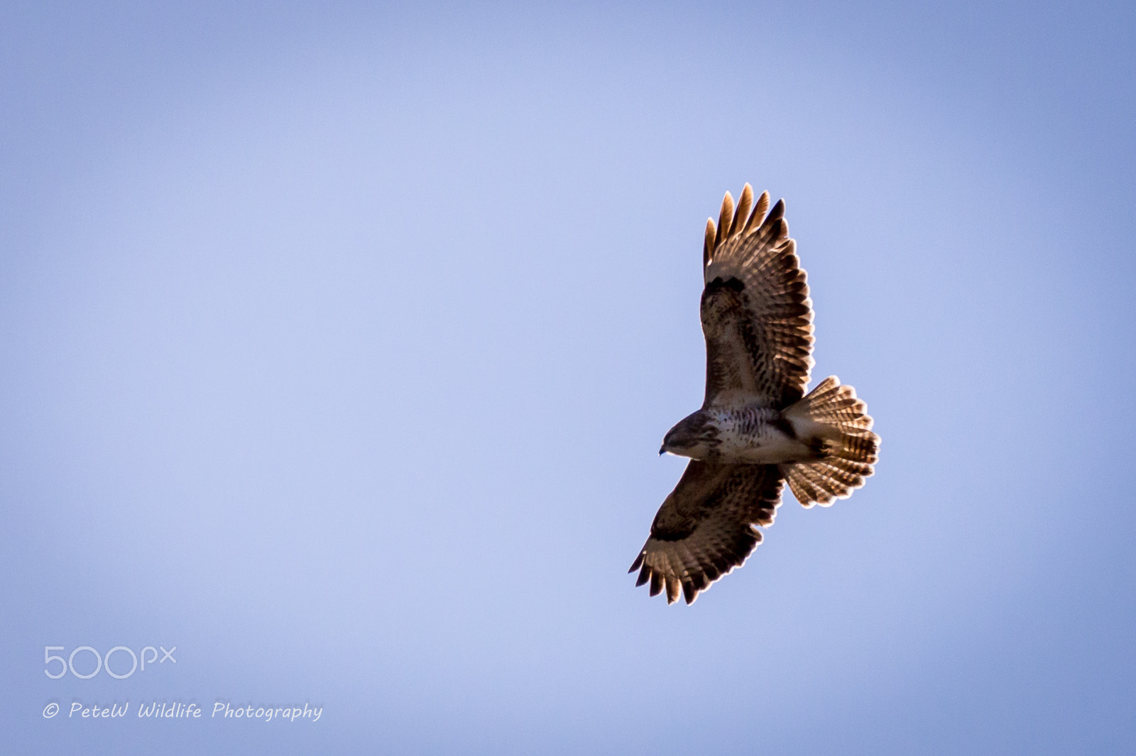 Sigma 150-600mm F5-6.3 DG OS HSM | C sample photo. 20160215-_dsc0212.jpg photography