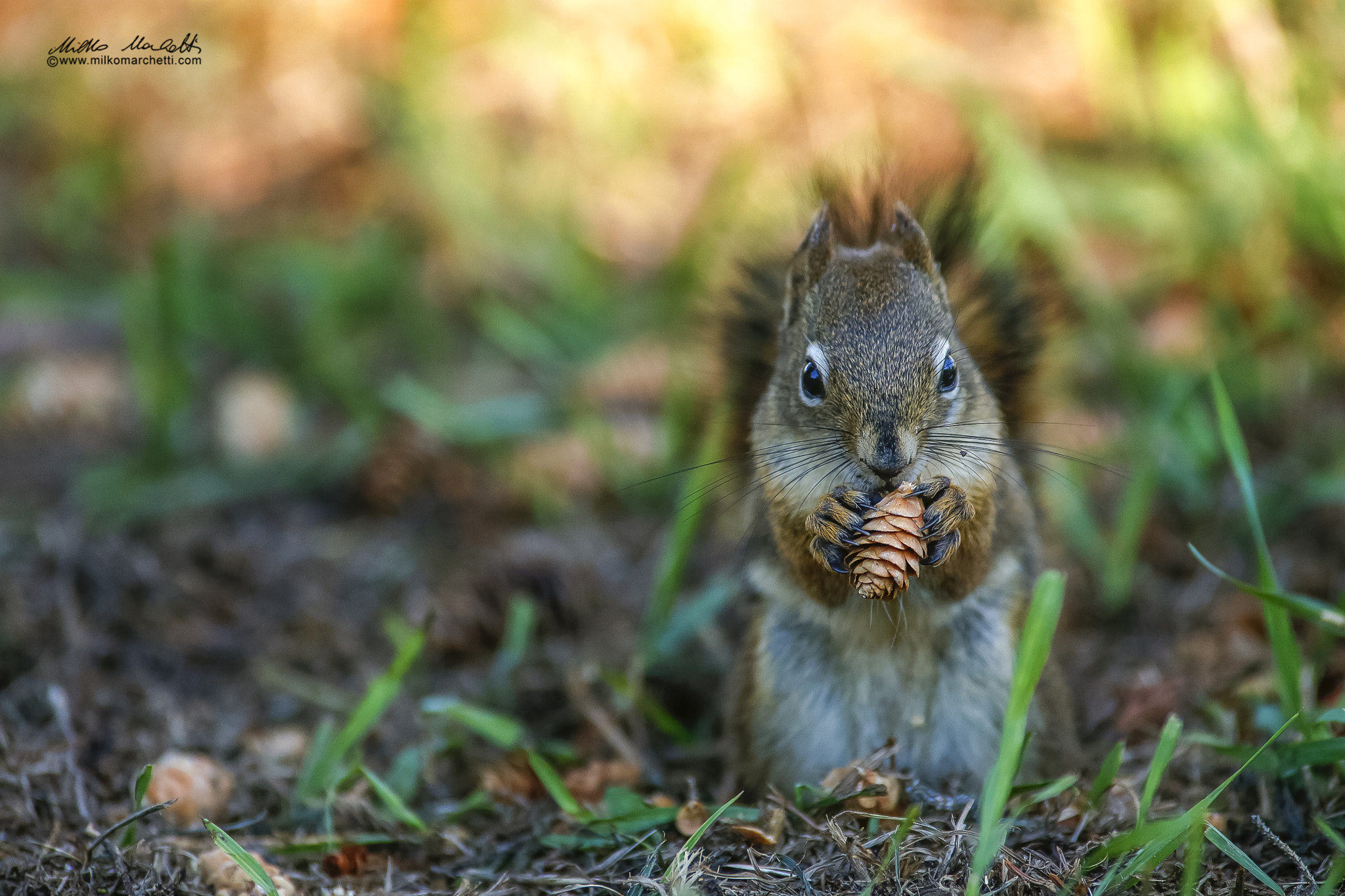 Canon EOS-1D X + Canon EF 300mm f/2.8L + 1.4x sample photo. Squirrel photography