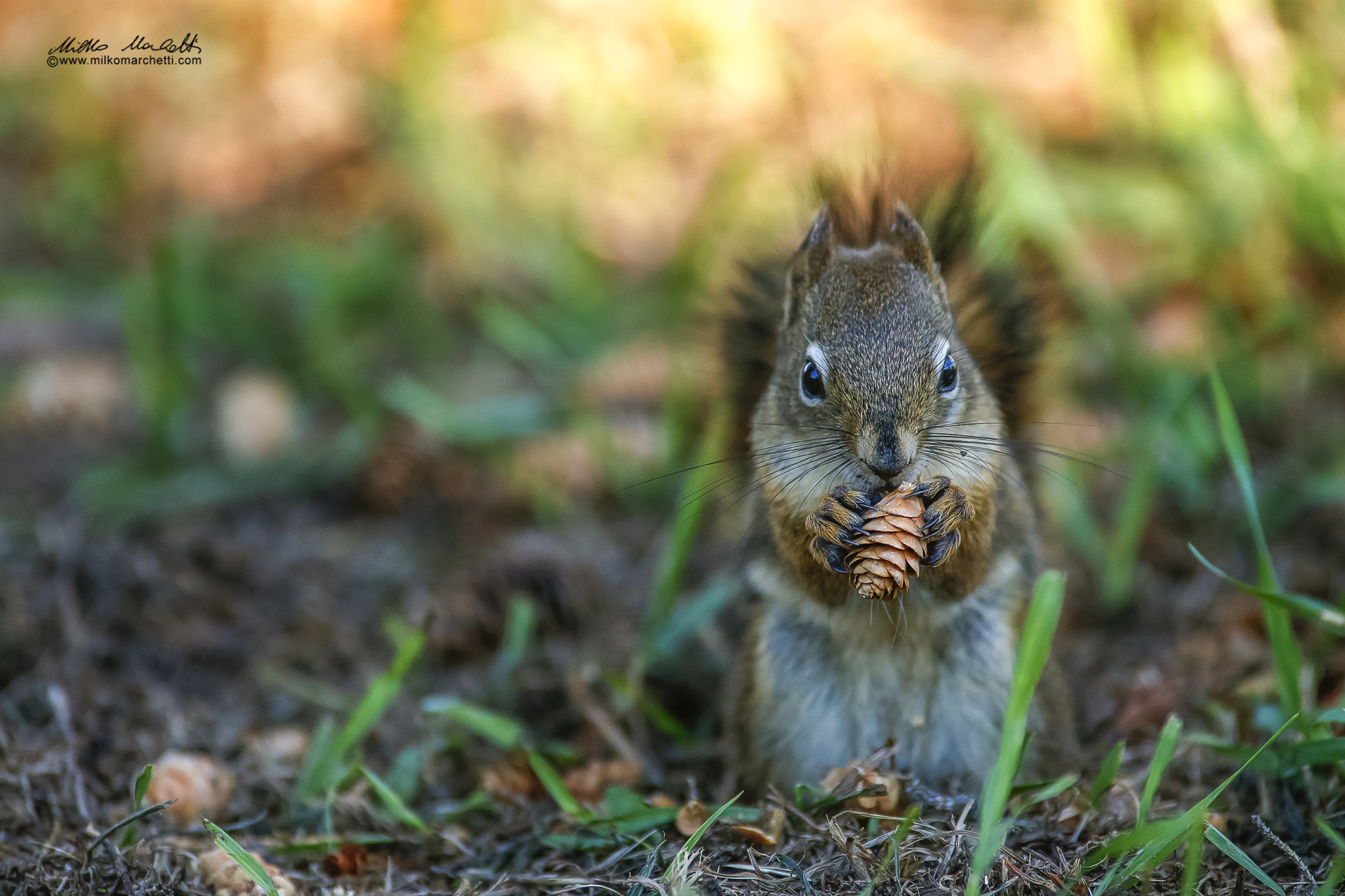 Canon EF 300mm f/2.8L + 1.4x sample photo. Squirrel photography