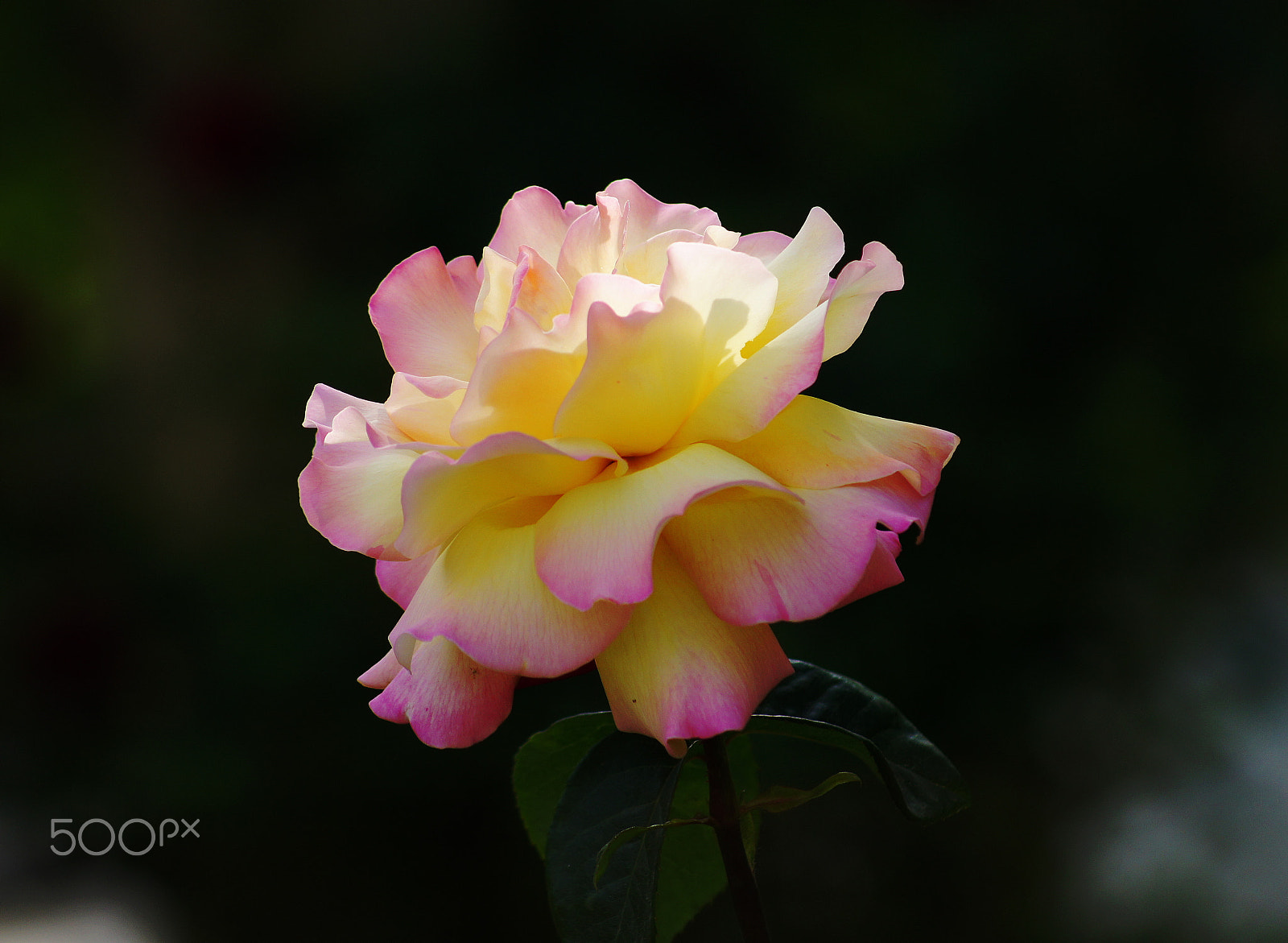 Sony DT 55-200mm F4-5.6 SAM sample photo. Есть в этом мире смерть, но я в нее не верю... photography