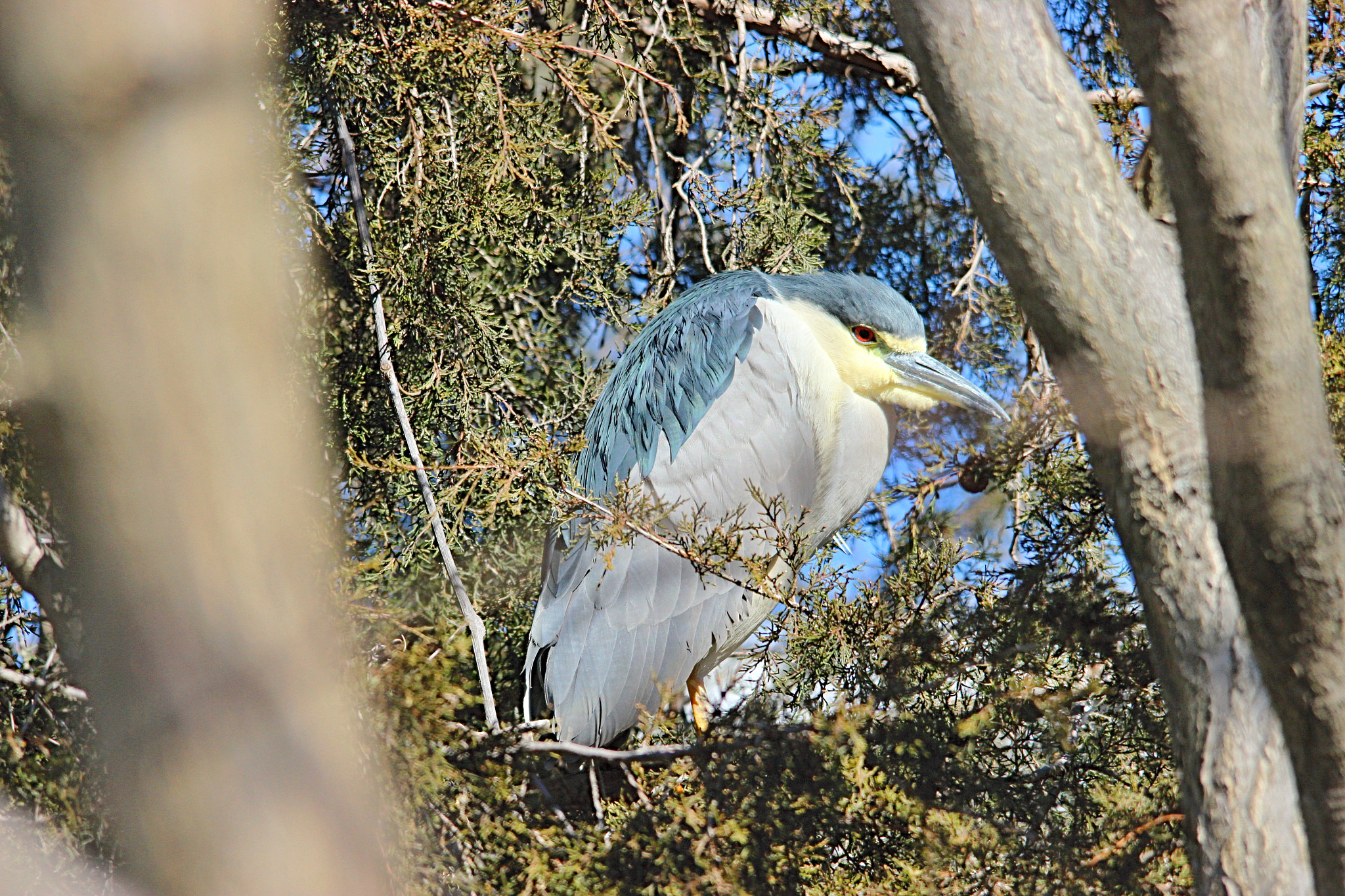 Sigma 150-500mm F5-6.3 DG OS HSM sample photo. Night heron photography