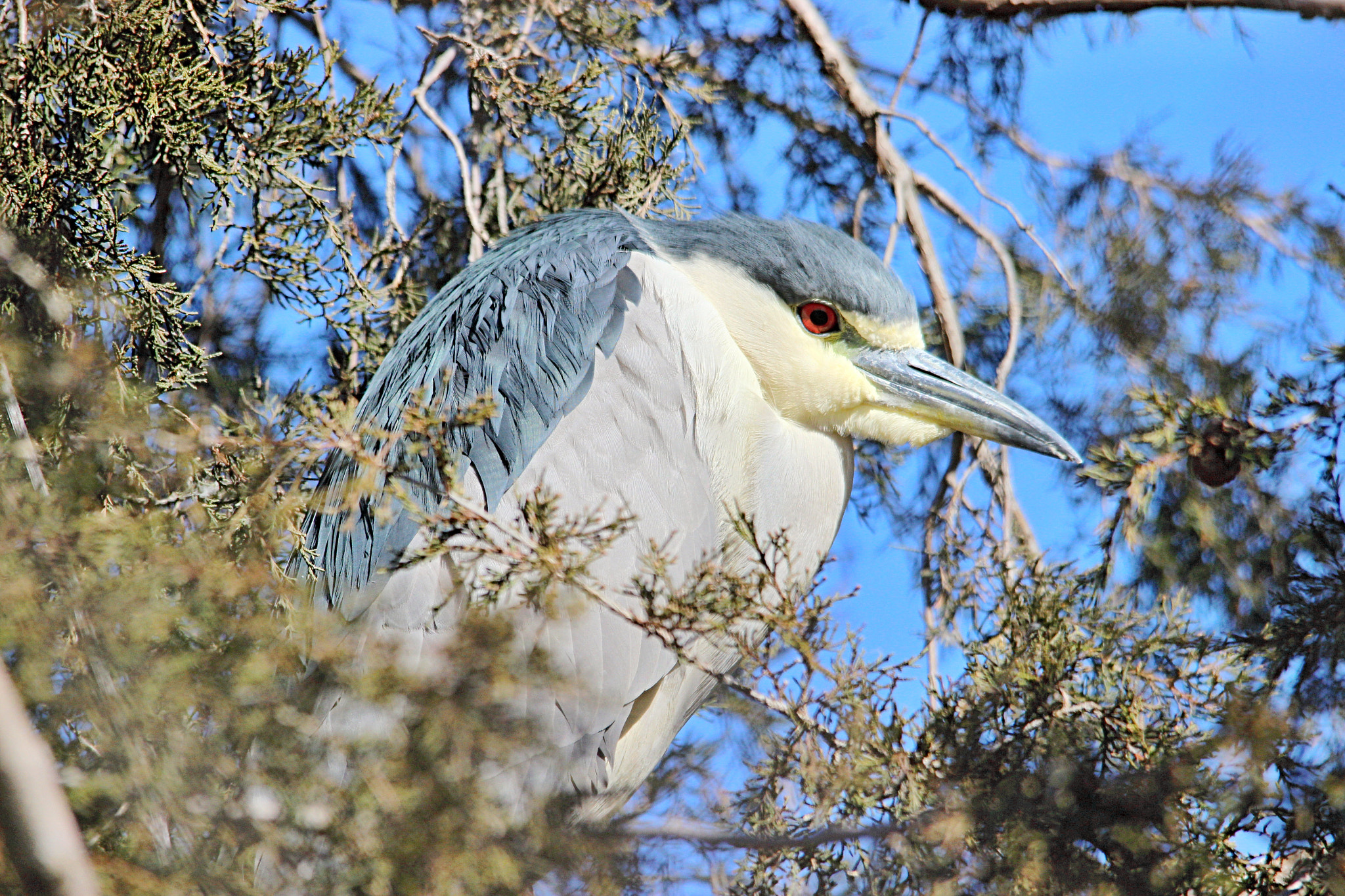 Sigma 150-500mm F5-6.3 DG OS HSM sample photo. Night heron photography