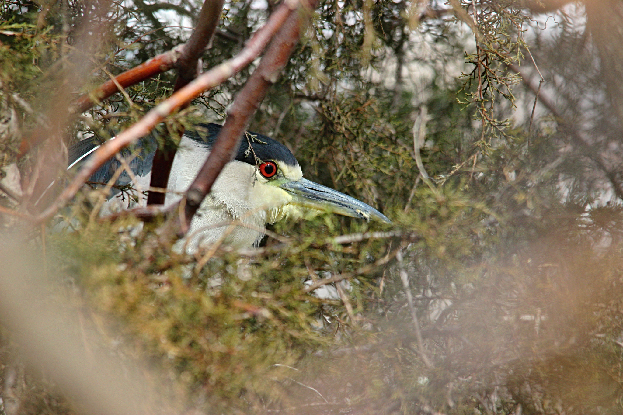 Sigma 150-500mm F5-6.3 DG OS HSM sample photo. Night heron photography