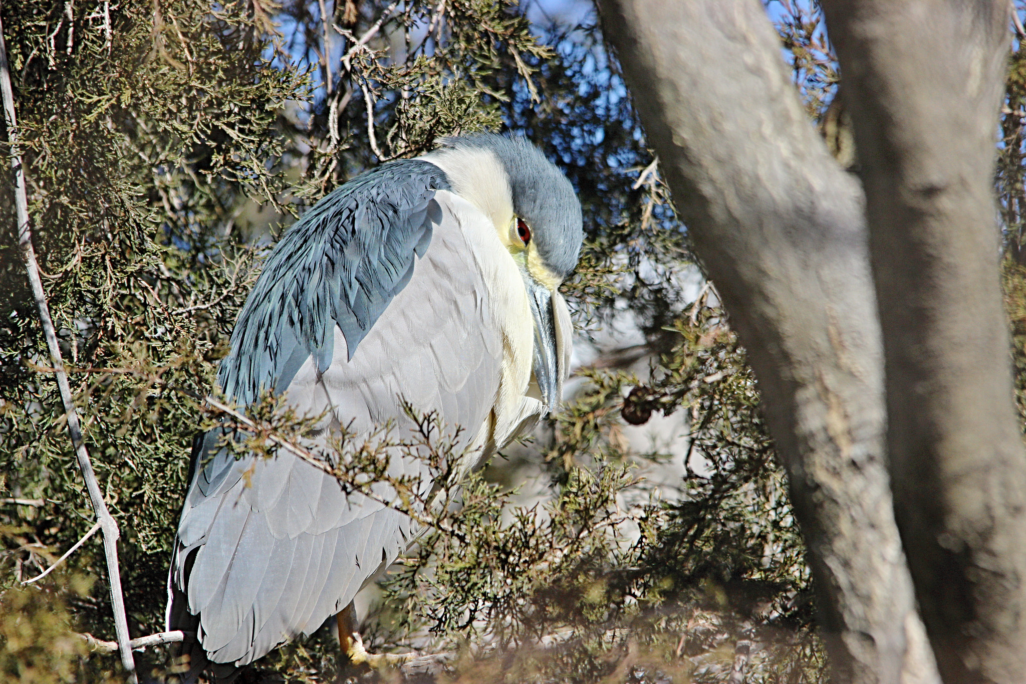 Sigma 150-500mm F5-6.3 DG OS HSM sample photo. Night heron photography