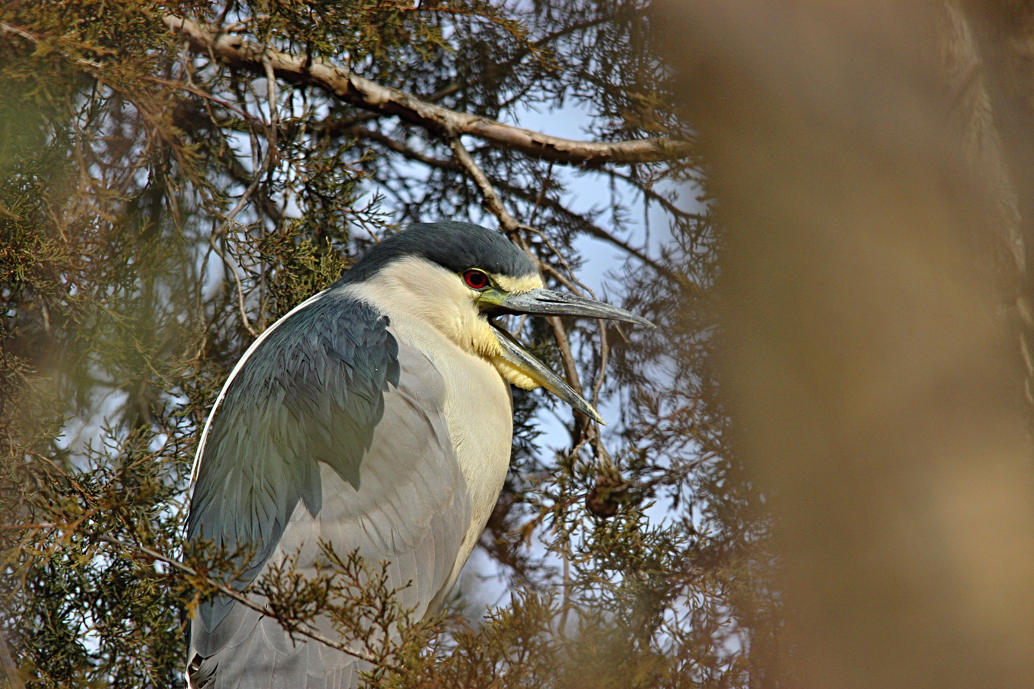 Sigma 150-500mm F5-6.3 DG OS HSM sample photo. Night heron photography