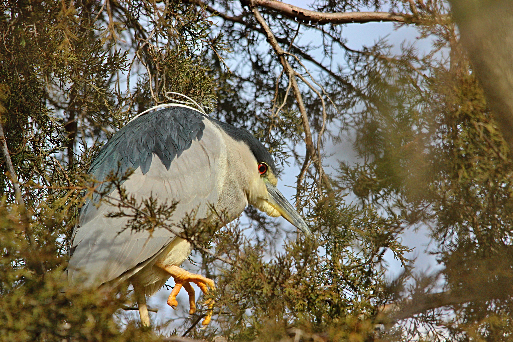 Sigma 150-500mm F5-6.3 DG OS HSM sample photo. Night heron photography