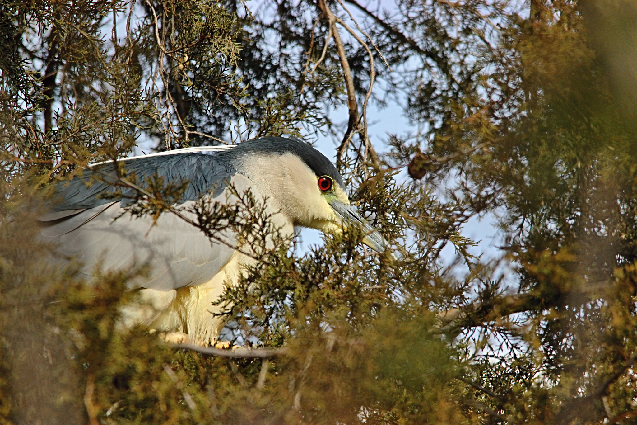 Sigma 150-500mm F5-6.3 DG OS HSM sample photo. Night heron photography