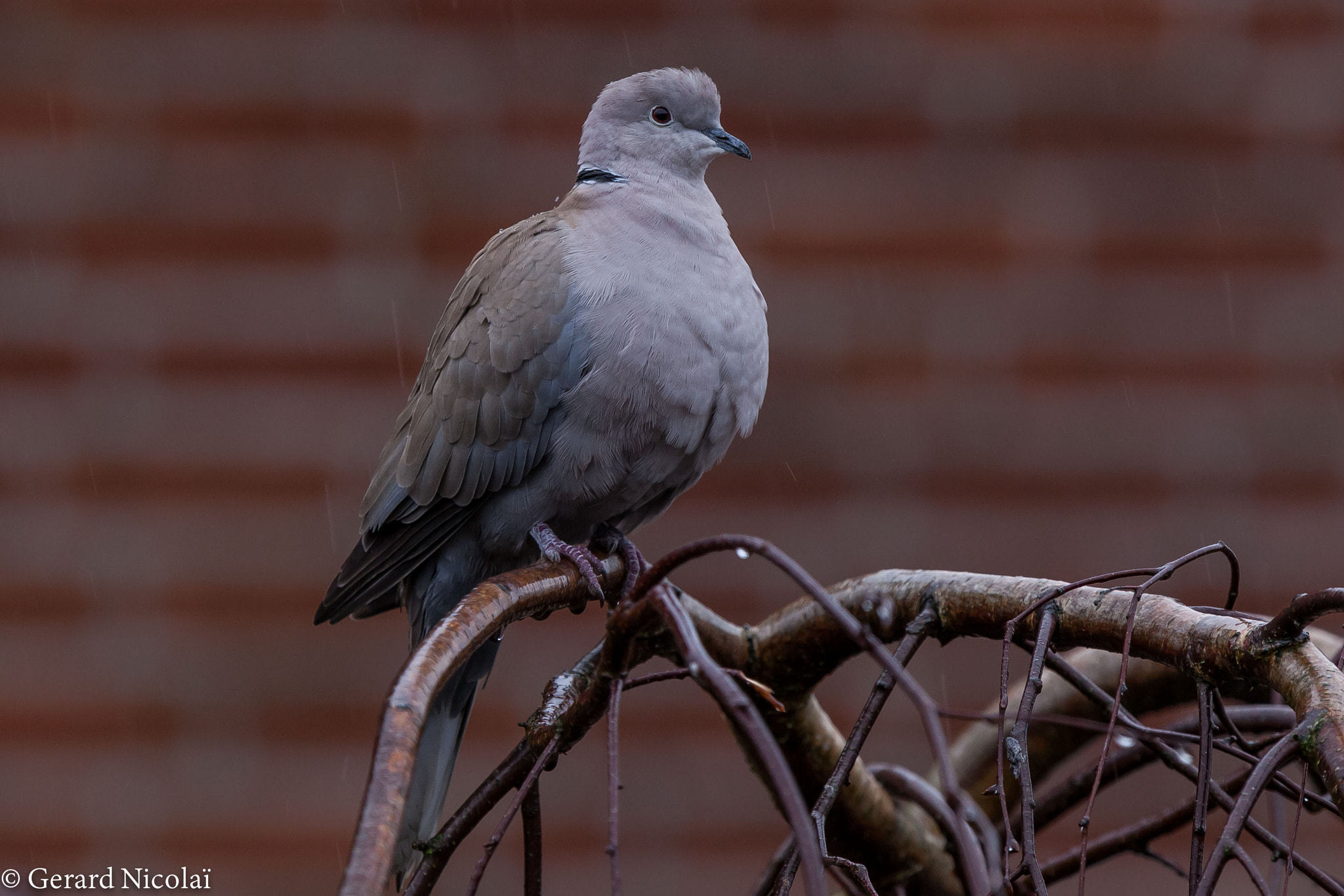 Canon EF 300mm F2.8L IS USM sample photo. Dove in the rain photography