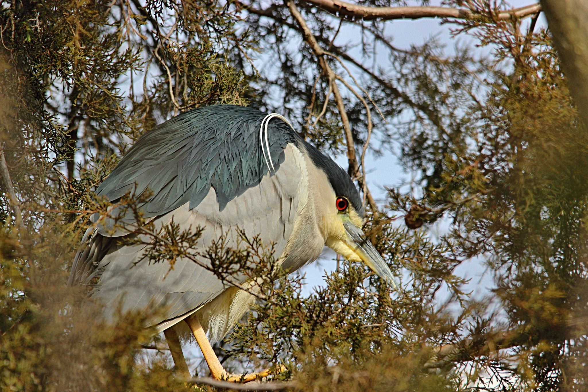Sigma 150-500mm F5-6.3 DG OS HSM sample photo. Night heron photography
