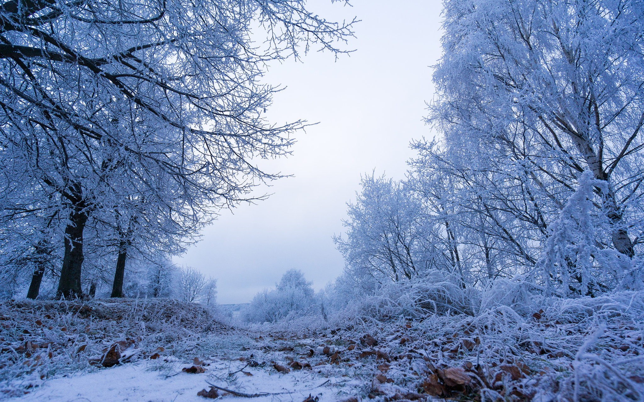 Sony Alpha NEX-5N + Sony E 10-18mm F4 OSS sample photo. Frost. photography