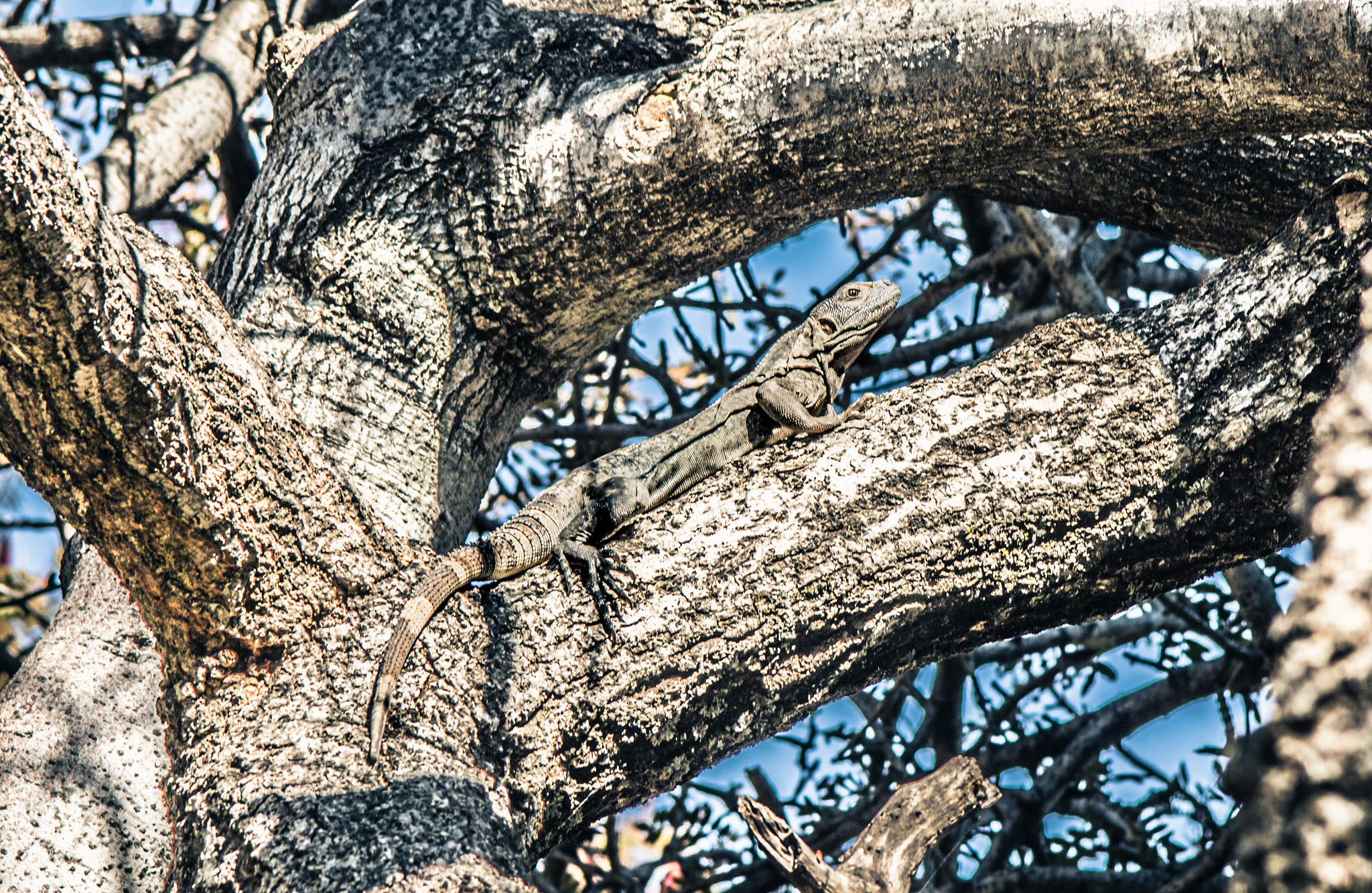 Canon EF 35-135mm f/4-5.6 USM sample photo. Camuflage photography