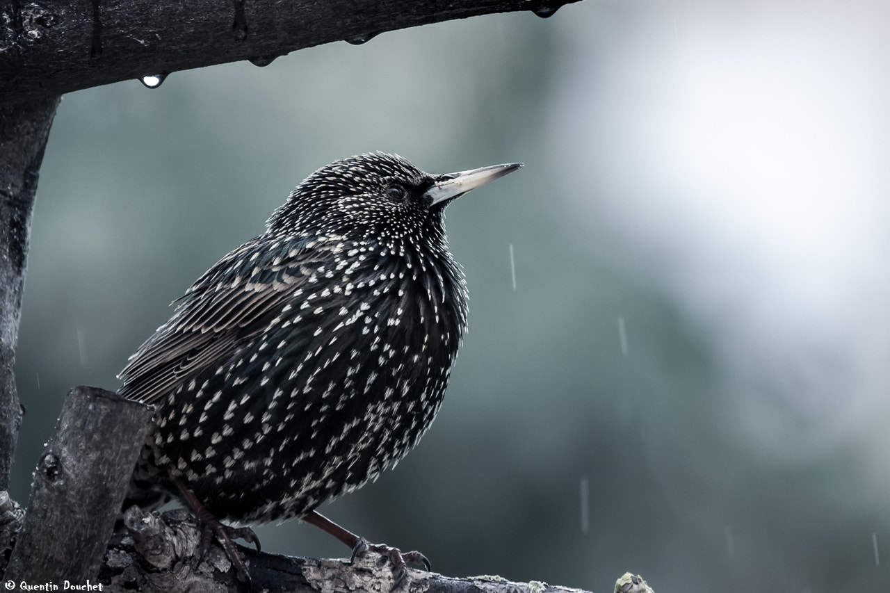 Canon EF 100-400mm F4.5-5.6L IS USM sample photo. Etourneau sous la pluie photography