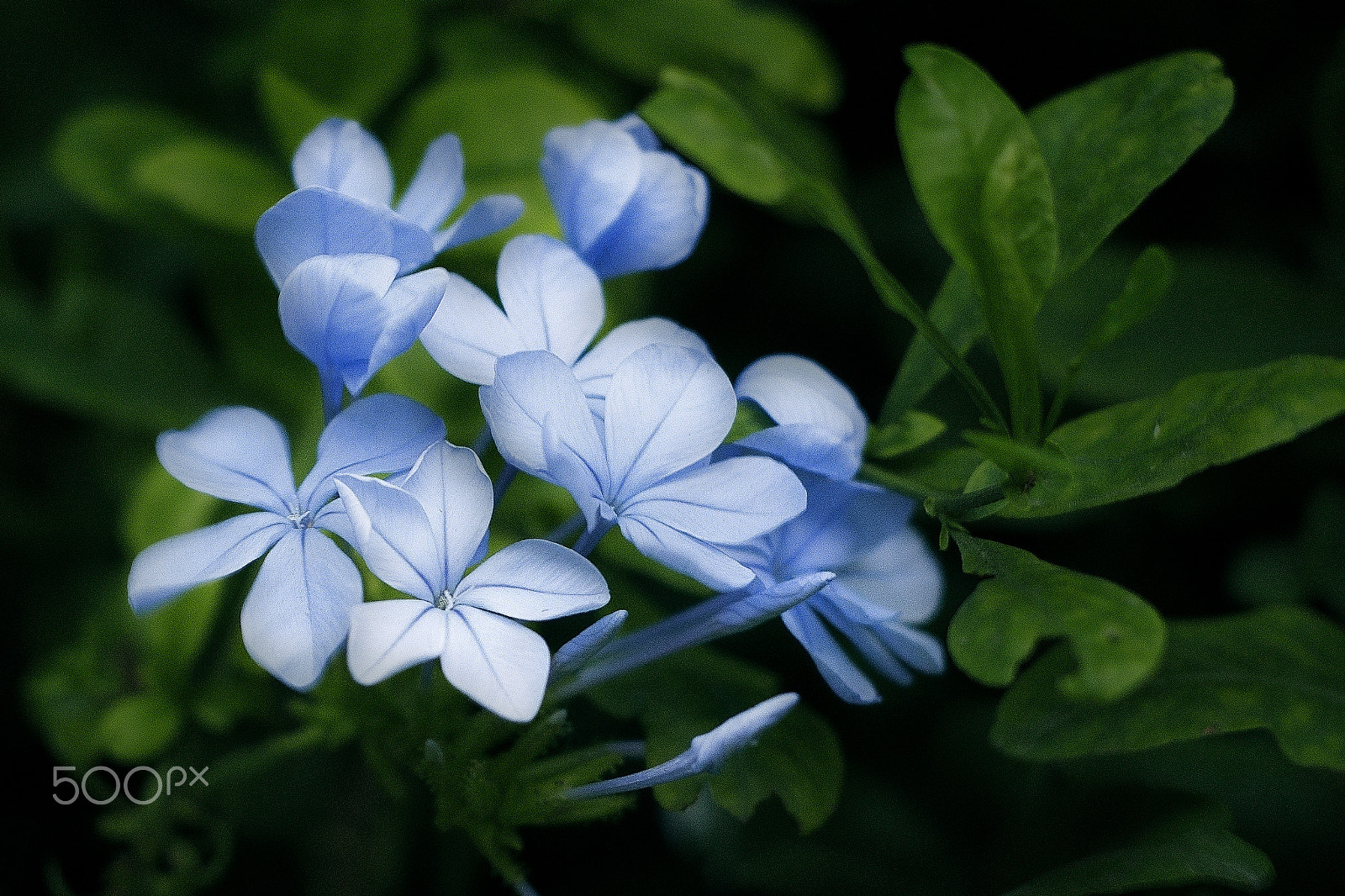 Sony Alpha DSLR-A350 + Minolta AF 50mm F1.7 New sample photo. Almost a blue dream. almost blue, almost a dream photography