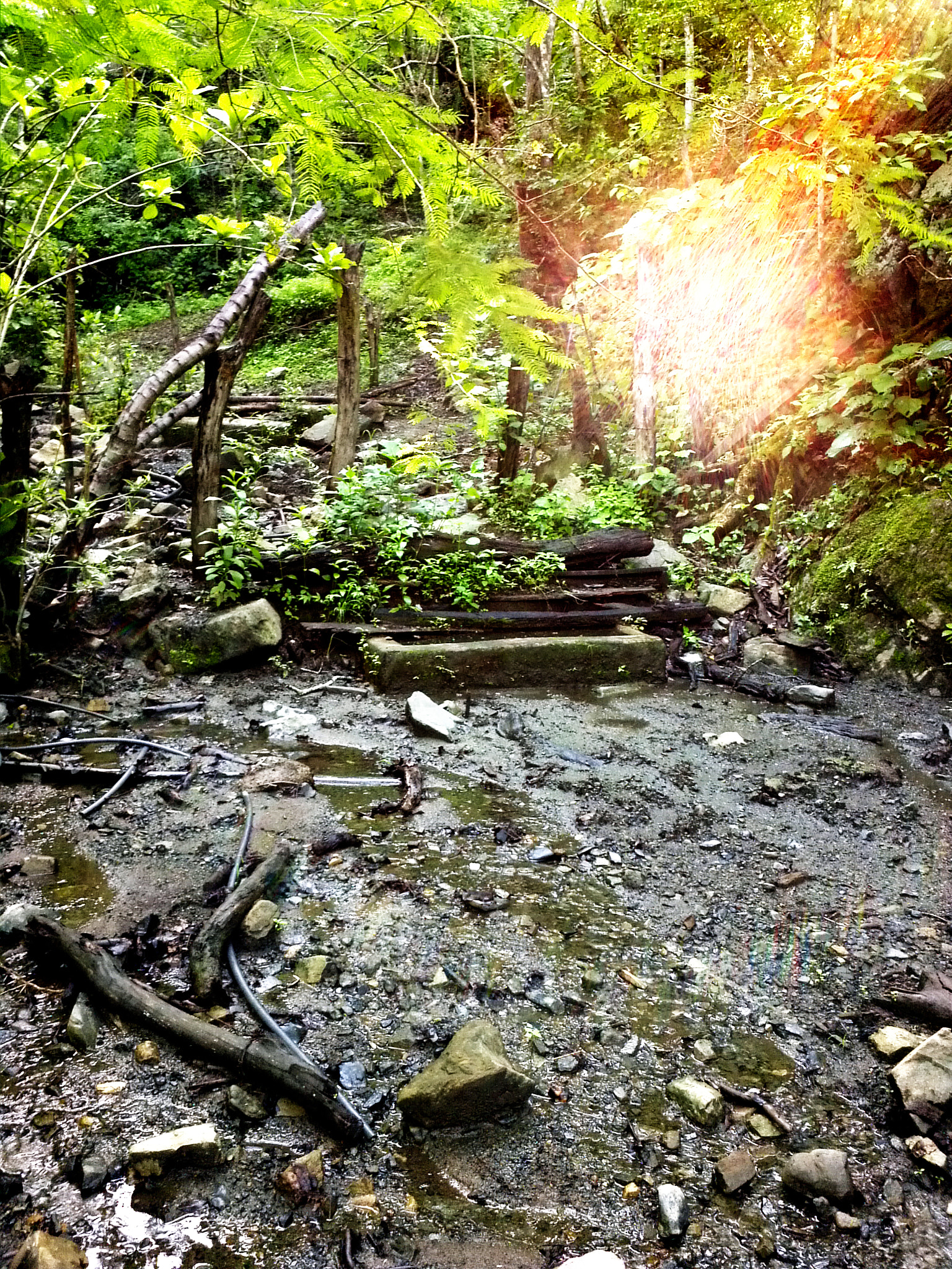 Motorola Atrix sample photo. Morning forest photography