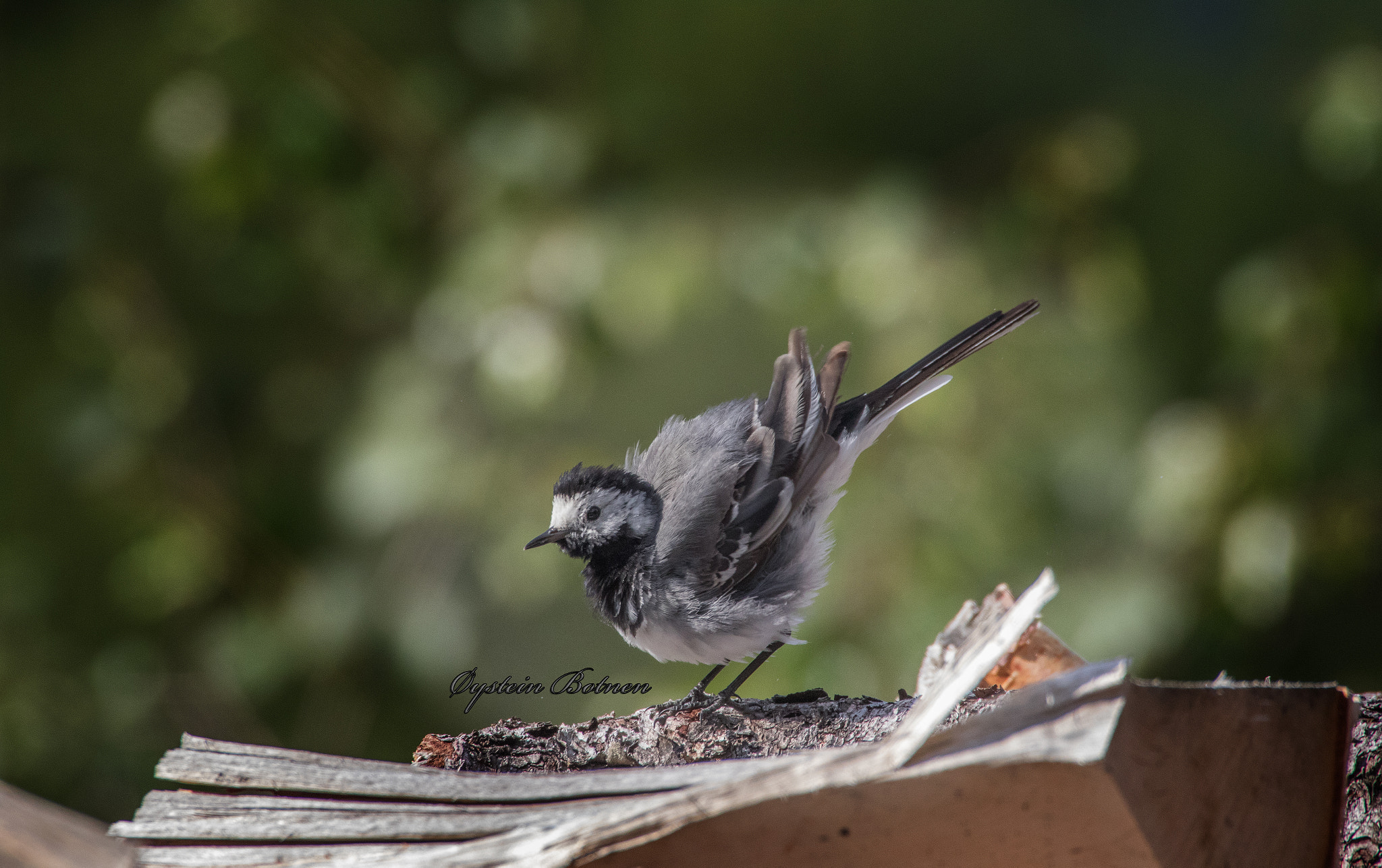 Canon EOS 7D Mark II + Sigma 50-500mm F4.5-6.3 DG OS HSM sample photo. The fluffy wagtail... photography