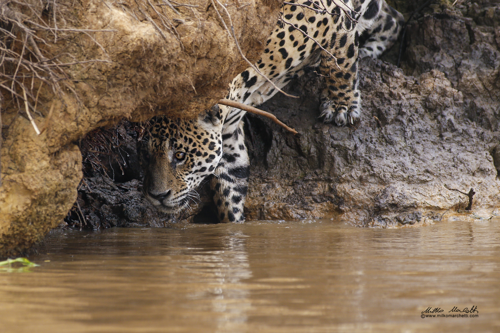 Canon EF 300mm f/2.8L + 1.4x sample photo. Jaguar photography