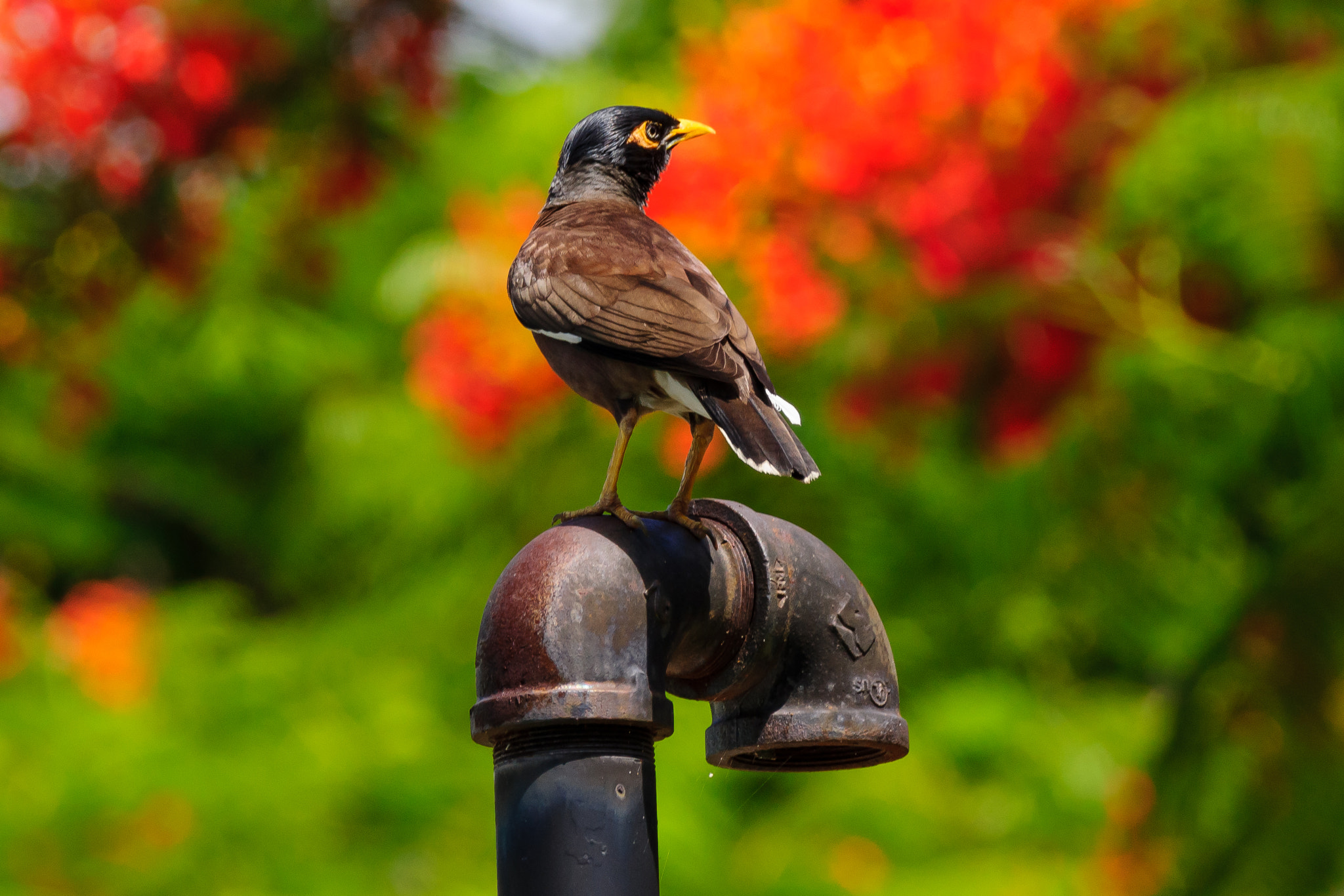Sony 70-300mm F4.5-5.6 G SSM sample photo. Common myna photography