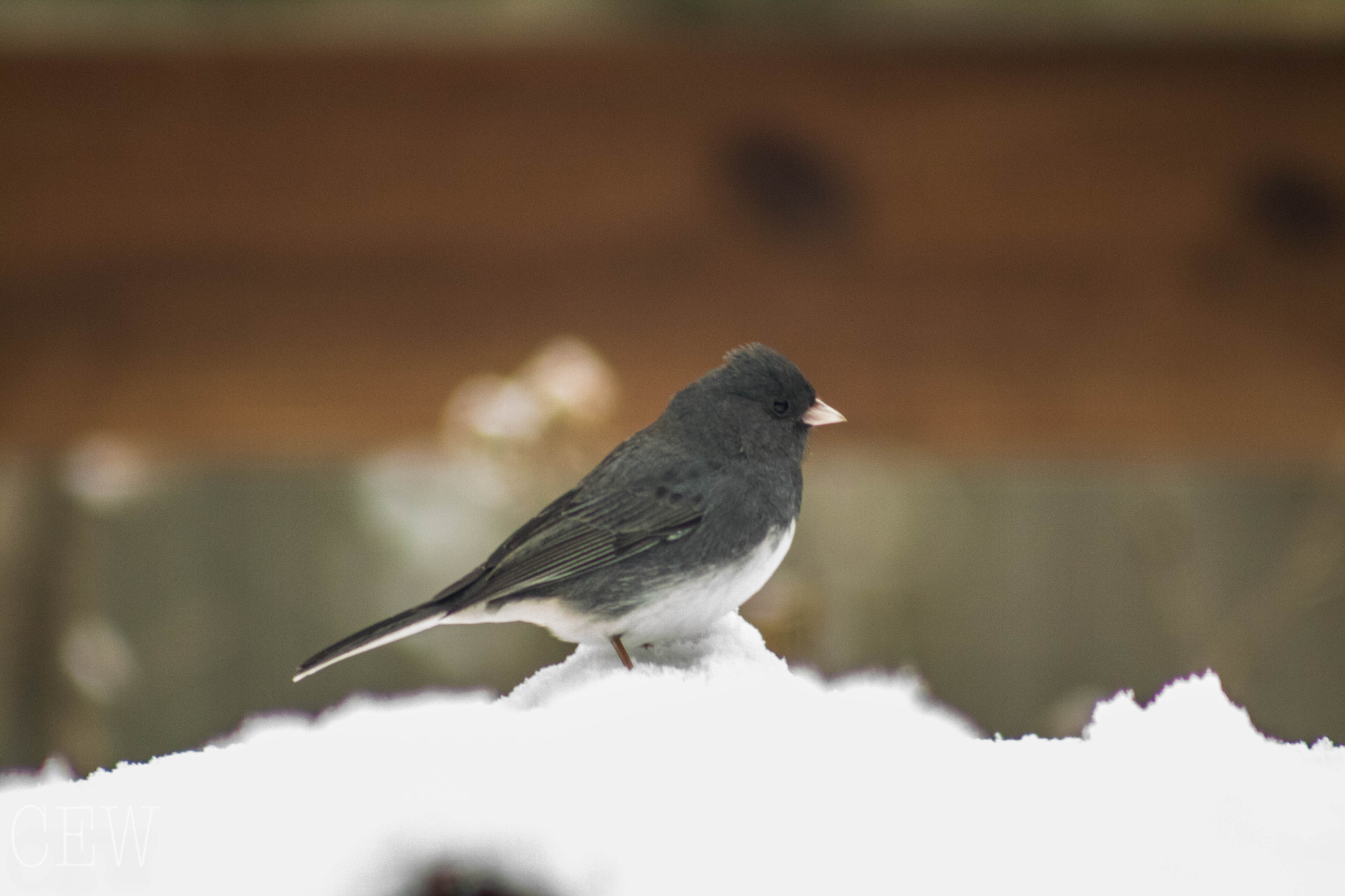 Canon EOS 760D (EOS Rebel T6s / EOS 8000D) + EF75-300mm f/4-5.6 sample photo. Nana's birds photography