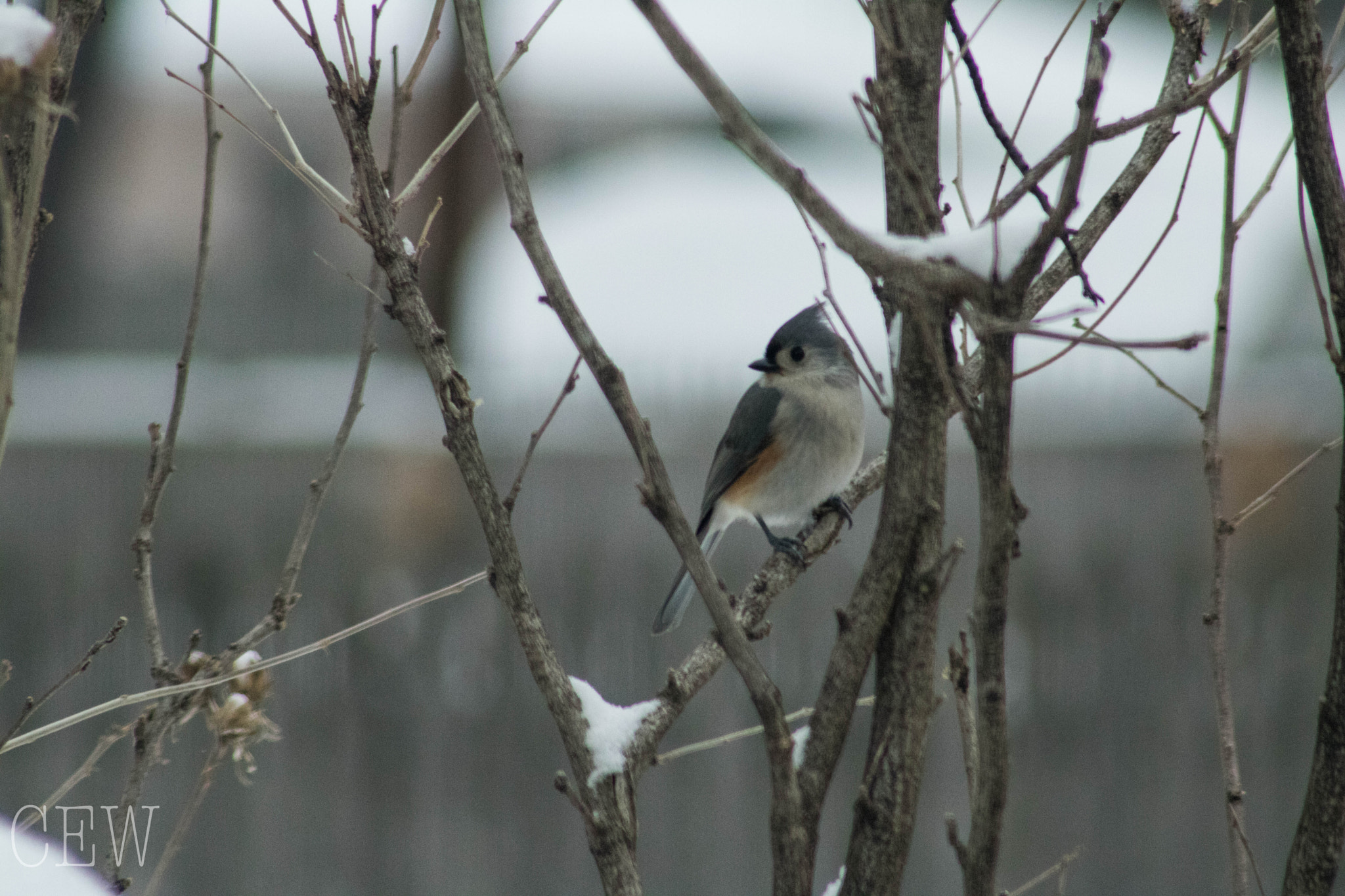 Canon EOS 760D (EOS Rebel T6s / EOS 8000D) + EF75-300mm f/4-5.6 sample photo. Nana's titmouse photography