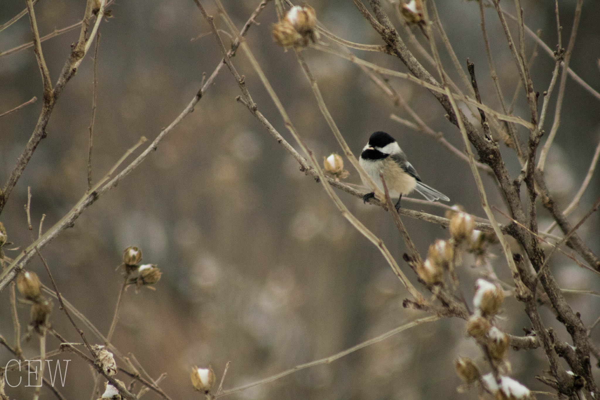 Canon EOS 760D (EOS Rebel T6s / EOS 8000D) + EF75-300mm f/4-5.6 sample photo. Resting on a branch photography