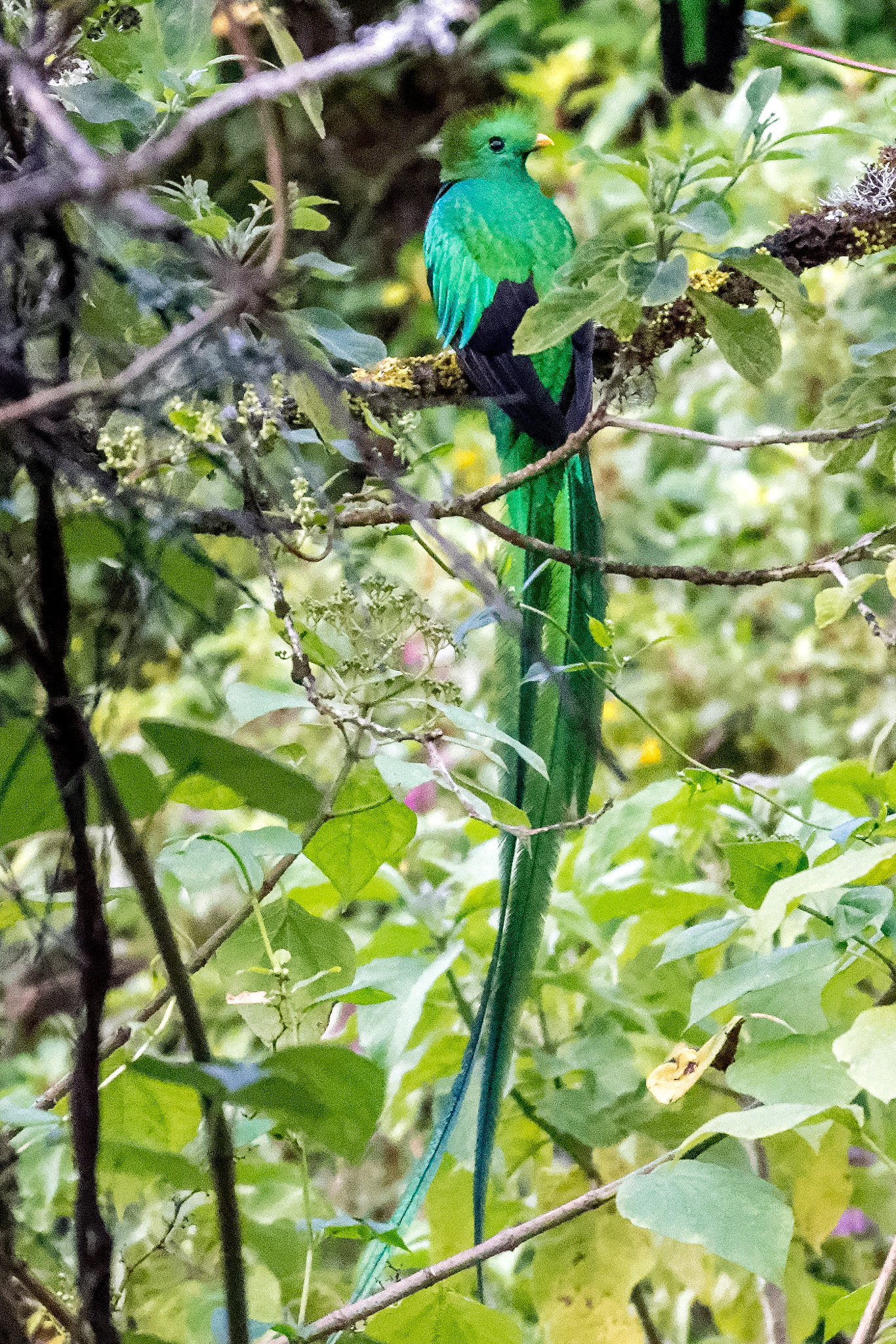 Canon EF 100-400mm F4.5-5.6L IS II USM sample photo. Resplendent quetzal (male) photography