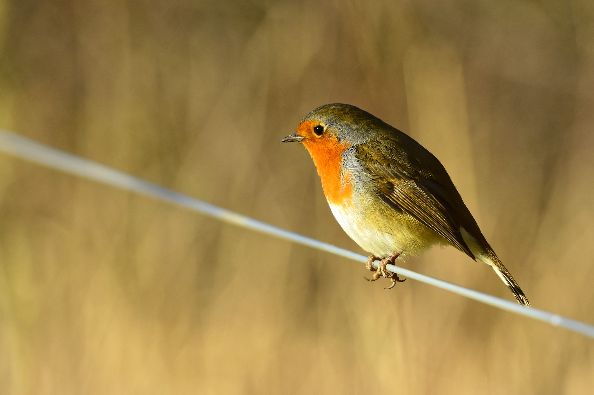 Nikon D7200 + Sigma 500mm F4.5 EX DG HSM sample photo. Bird on the wire photography