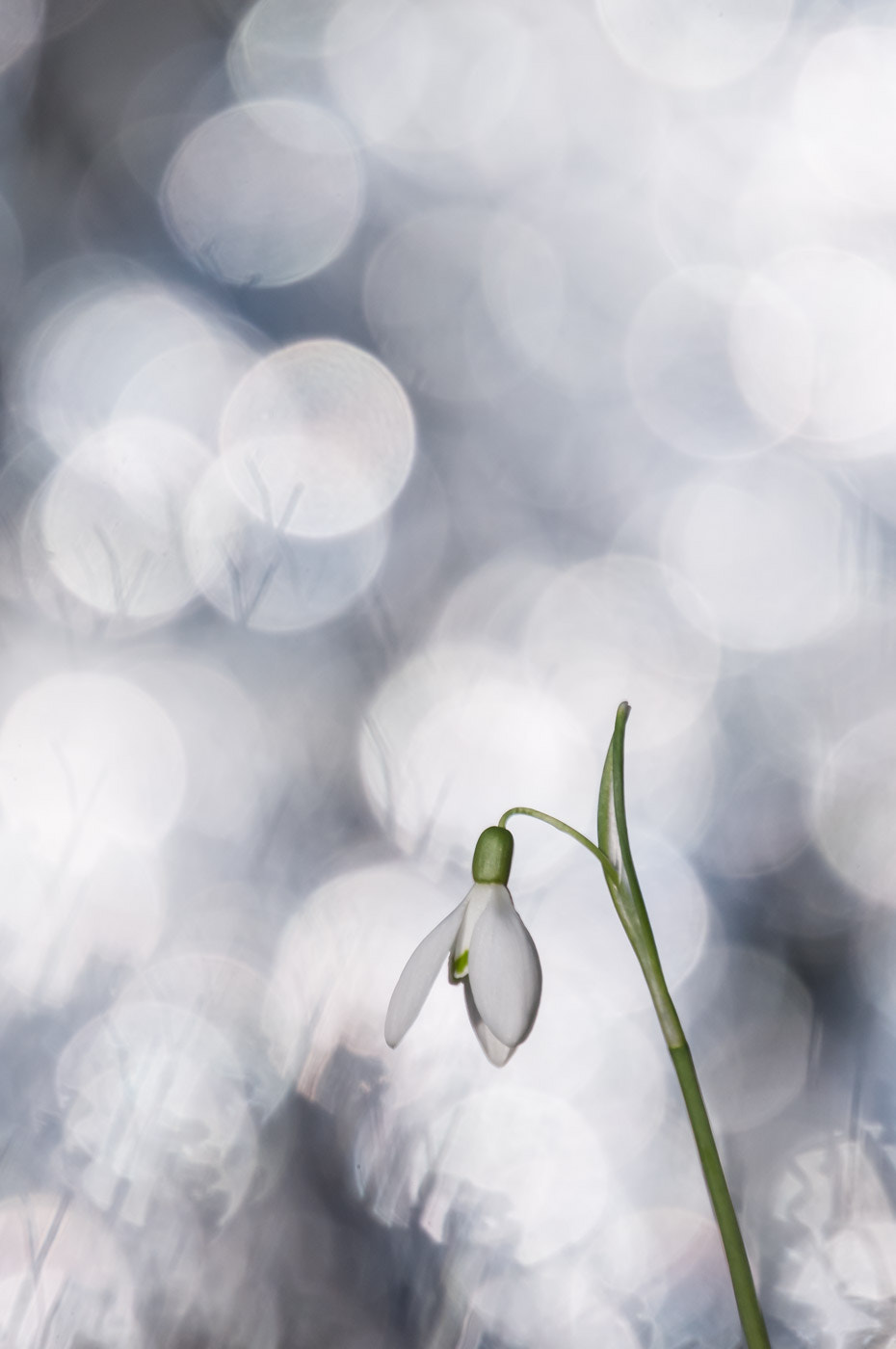 Nikon D300 + Sigma 135-400mm F4.5-5.6 APO Aspherical sample photo. Snow drop photography