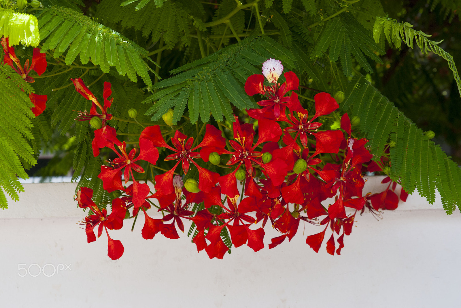 Sigma 24-70mm F2.8 EX DG HSM sample photo. In red and green.jpg photography