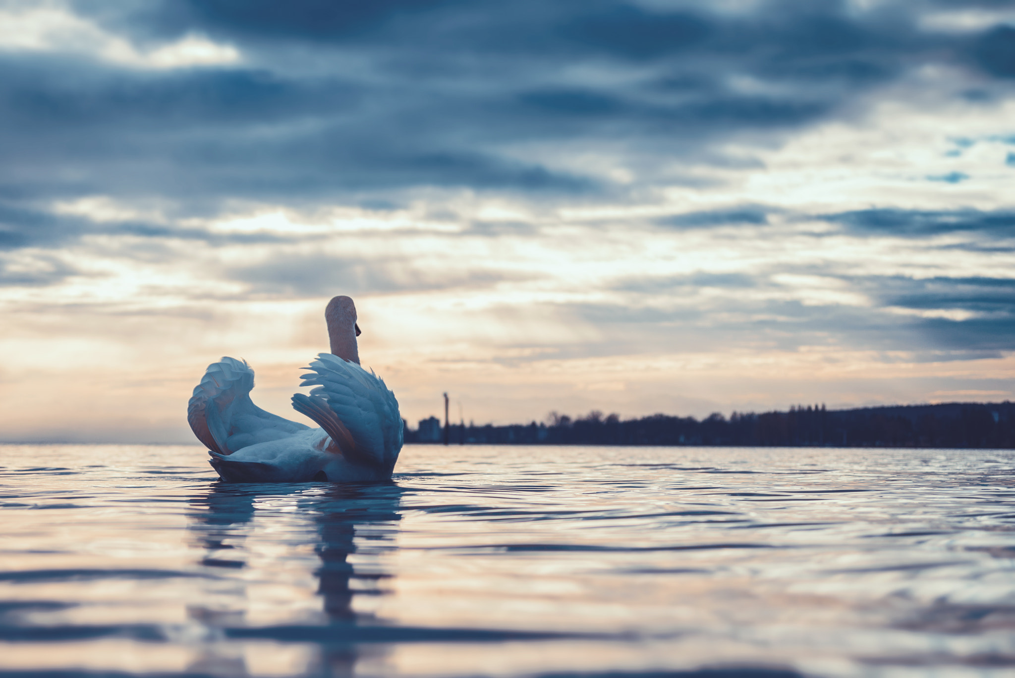 Nikon D610 + AF Zoom-Nikkor 28-70mm f/3.5-4.5 sample photo. Swan on lake constance photography