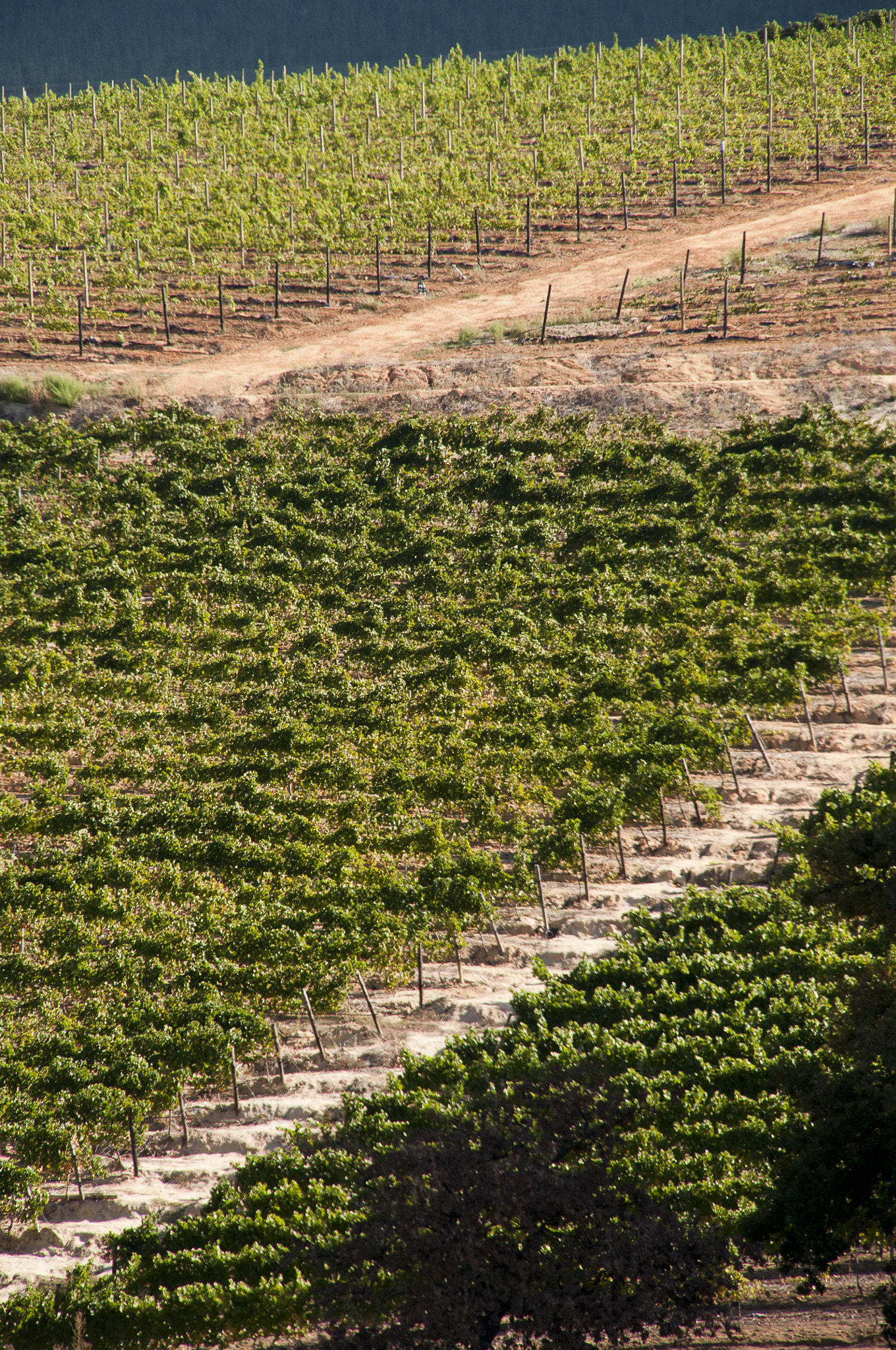 Nikon D300 + Sigma 18-200mm F3.5-6.3 DC sample photo. Costantia winery photography